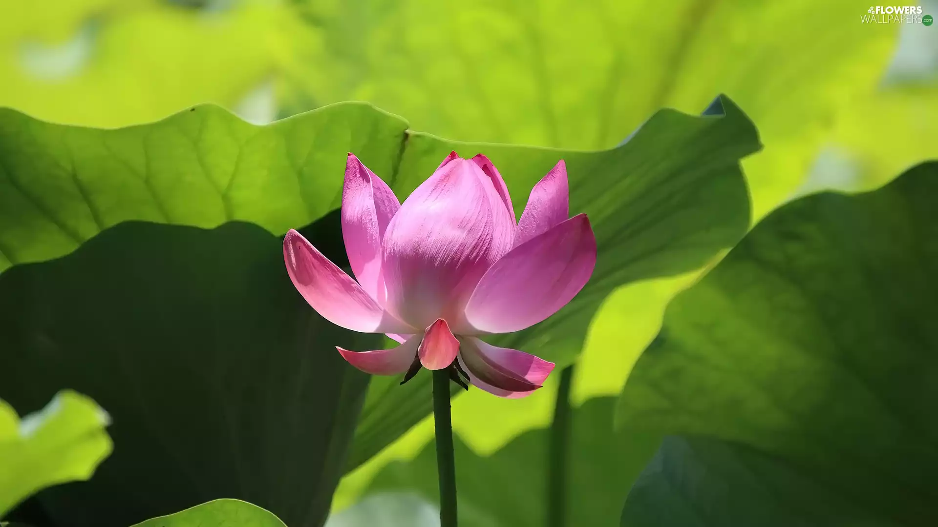 Colourfull Flowers, Leaf, green ones, lotus
