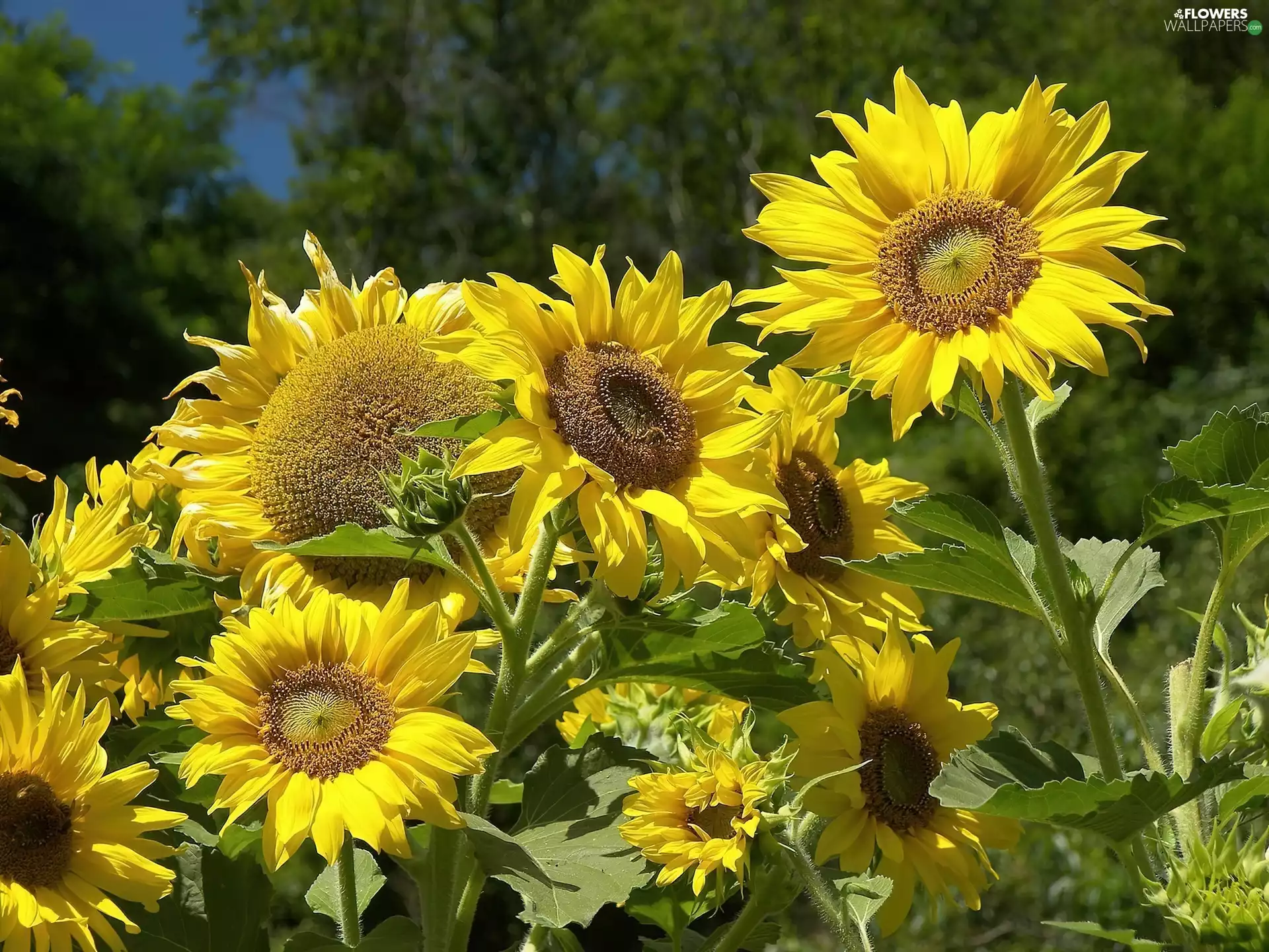 leaves, Nice sunflowers, green ones