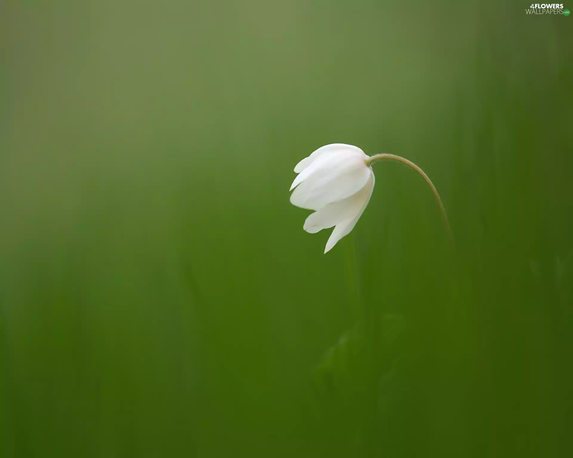 White, green ones, background, anemone