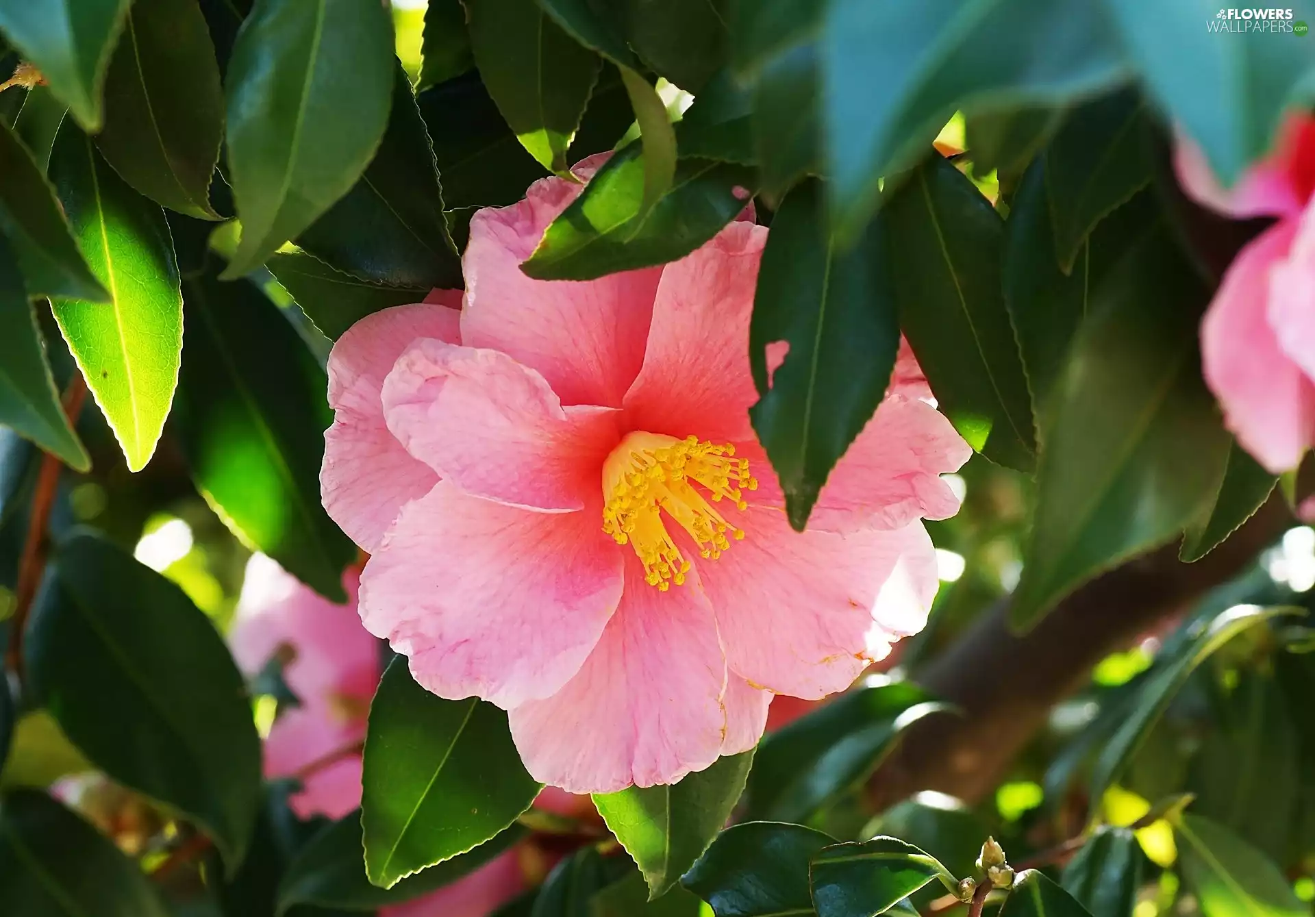 Pink, green ones, Leaf, camellia