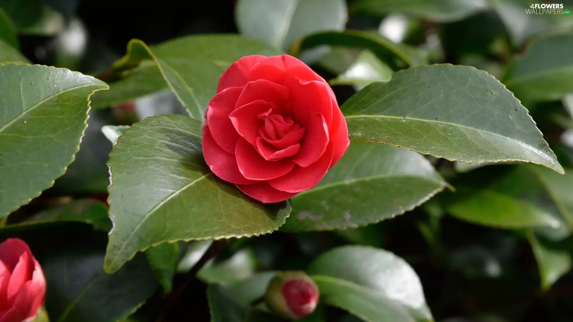 Scarlet, green ones, Leaf, camellia