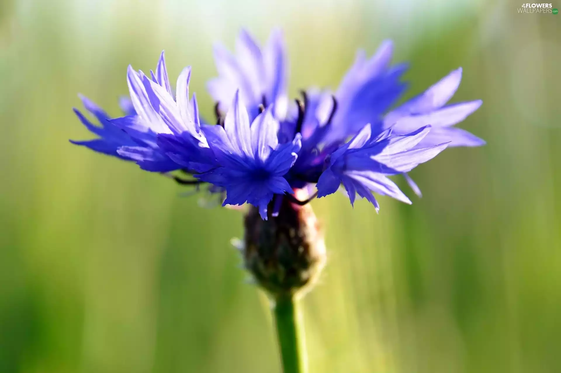 blue, green ones, background, Chaber