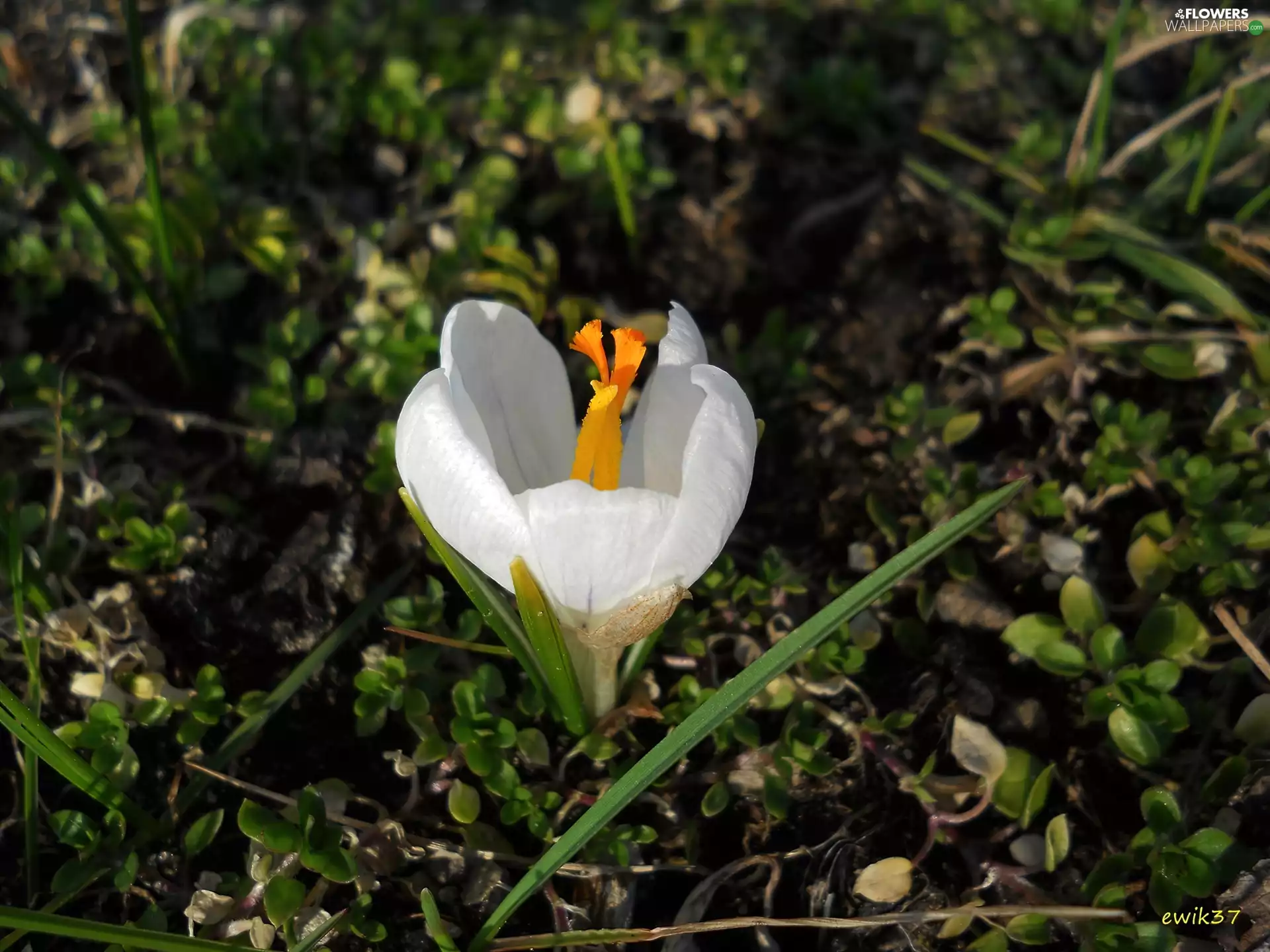 White, green ones, plants, crocus