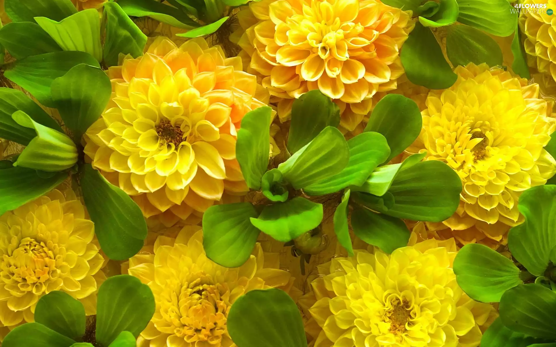Yellow, green ones, Leaf, dahlias