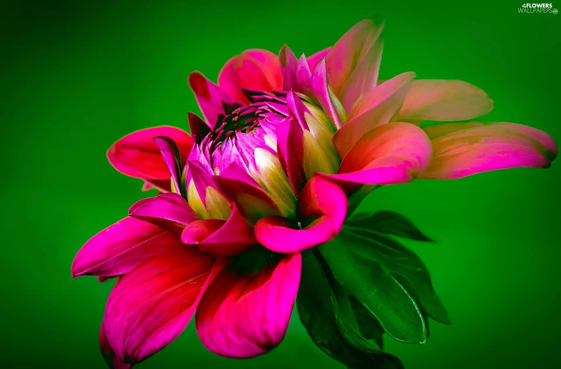 Pink, green ones, background, Dalia