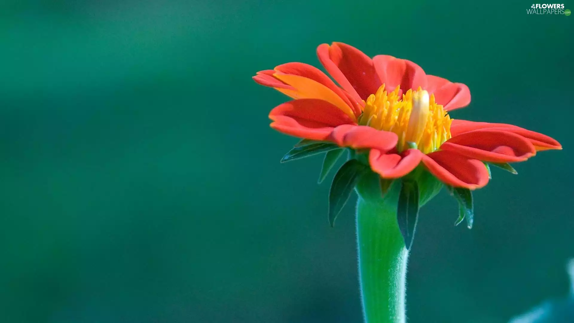 Red, green ones, background, Flower