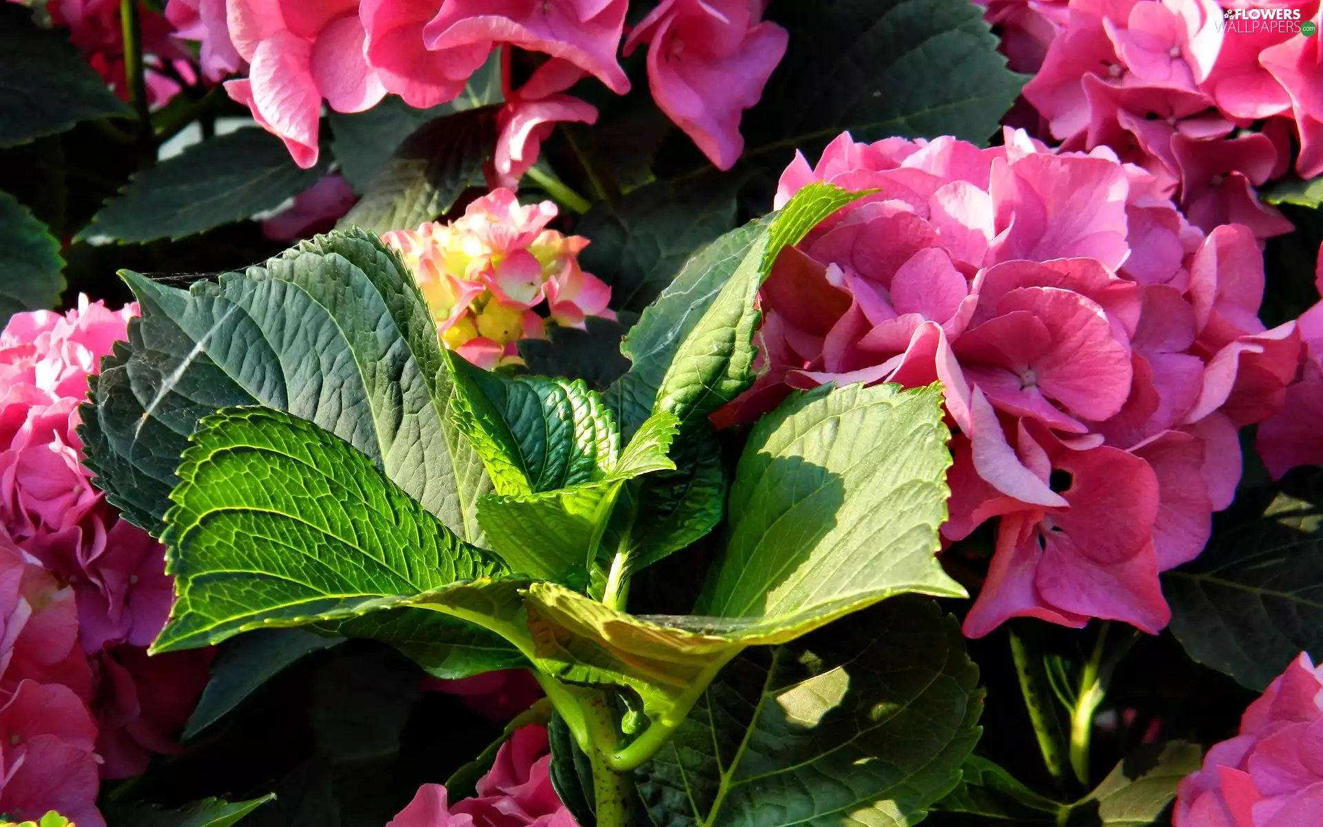 Pink, green ones, Leaf, hydrangea