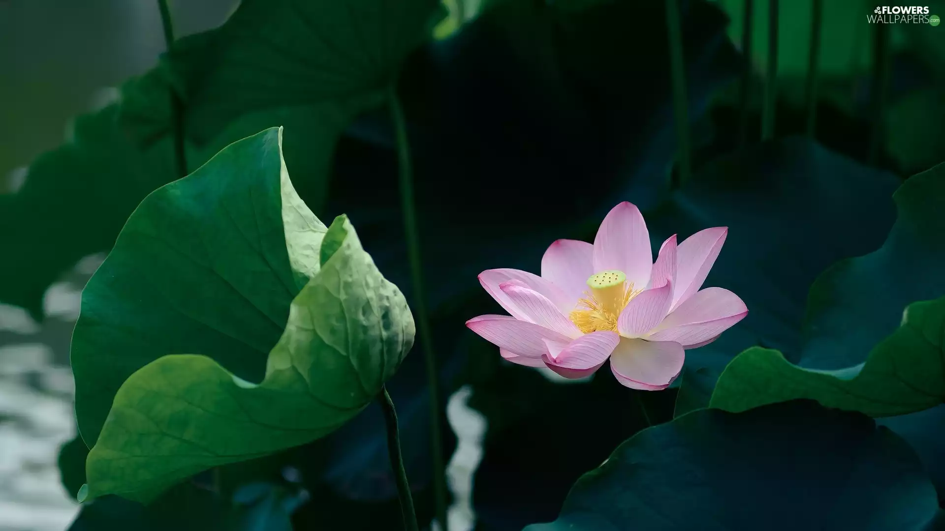 Pink, green ones, Leaf, lotus