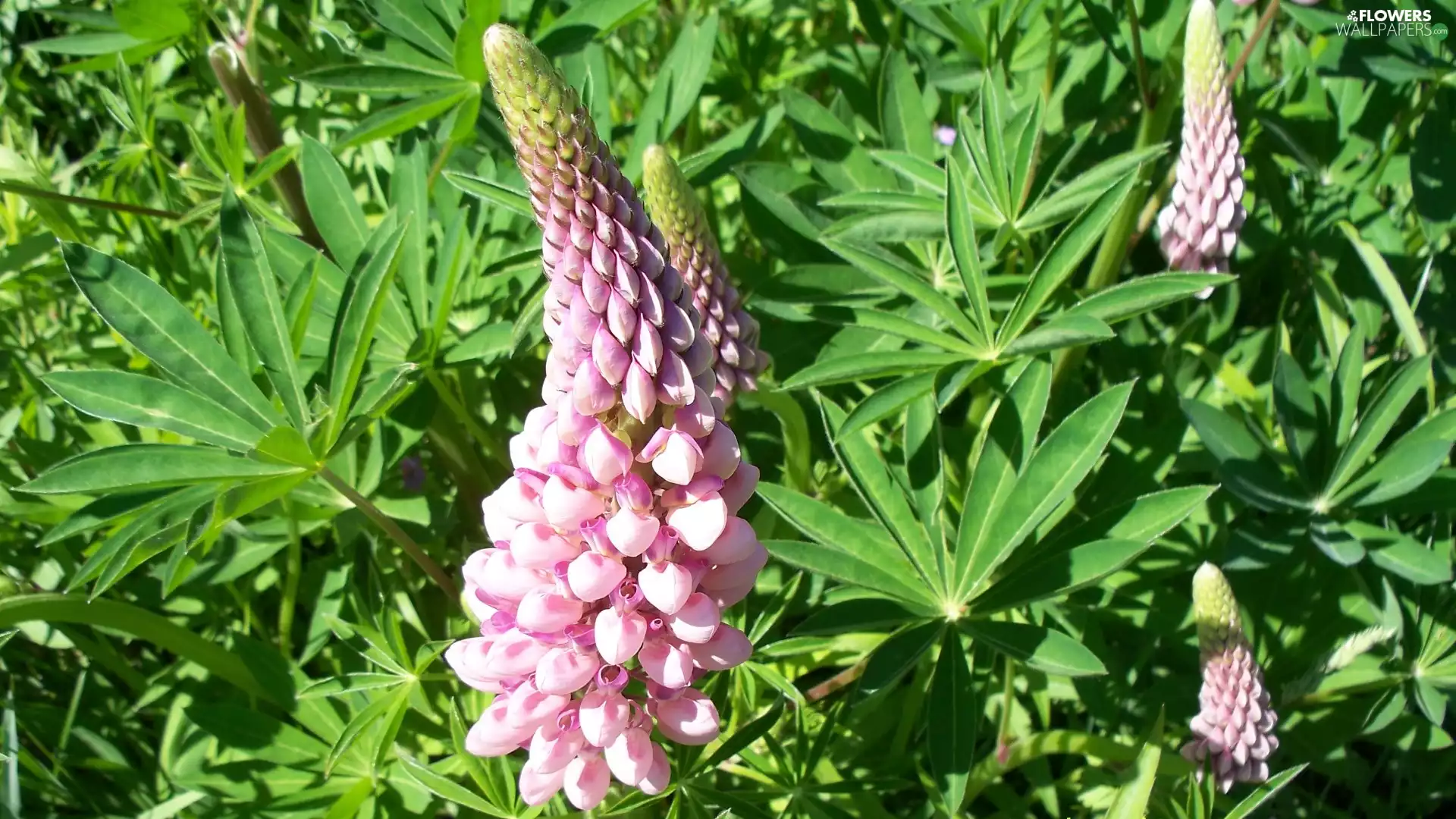 Pink, green ones, Leaf, lupine