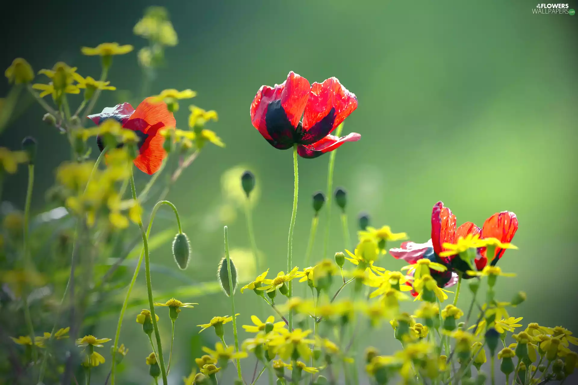 Flowers, green ones, background, papavers
