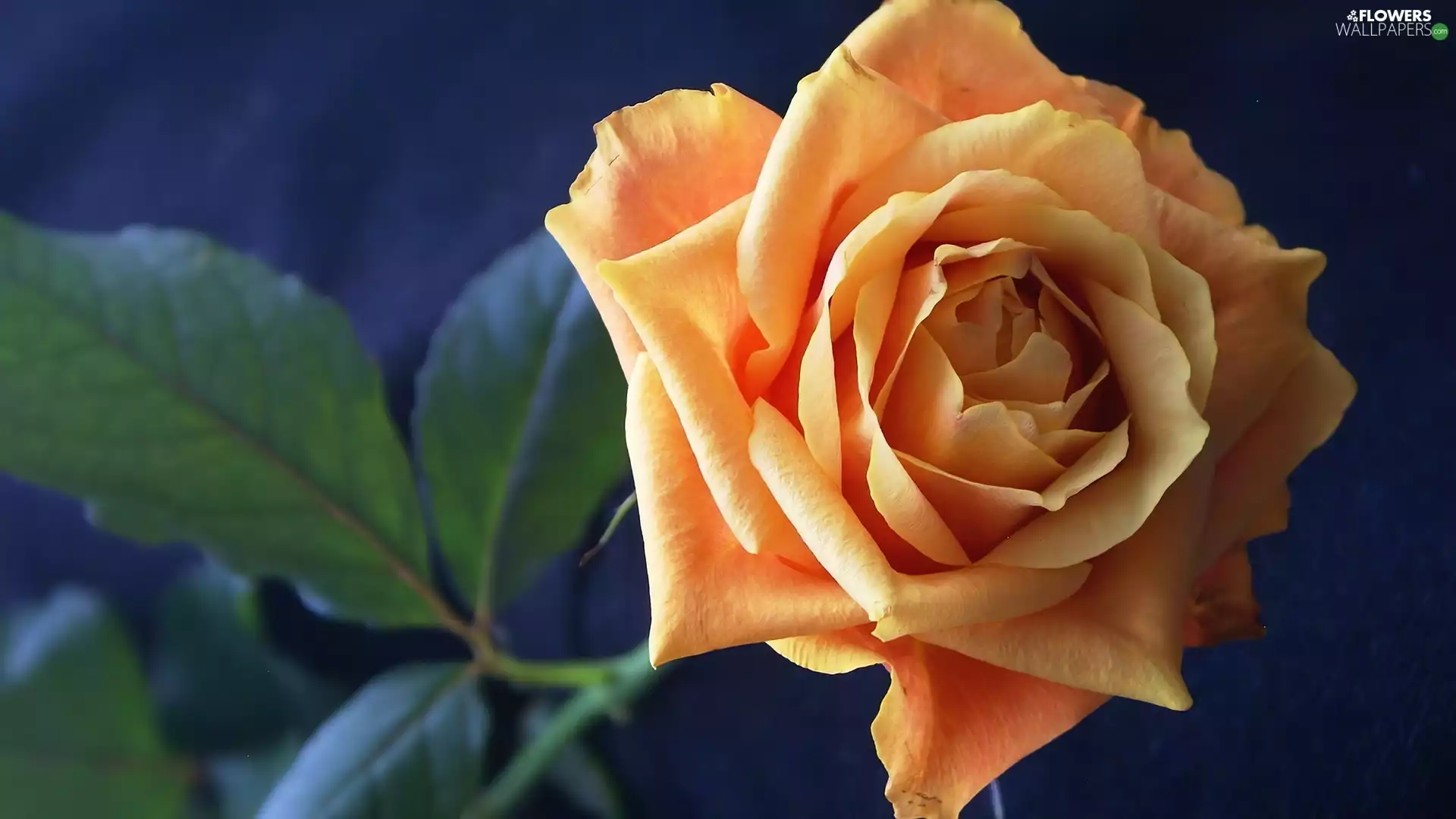 tea, green ones, leaves, rose