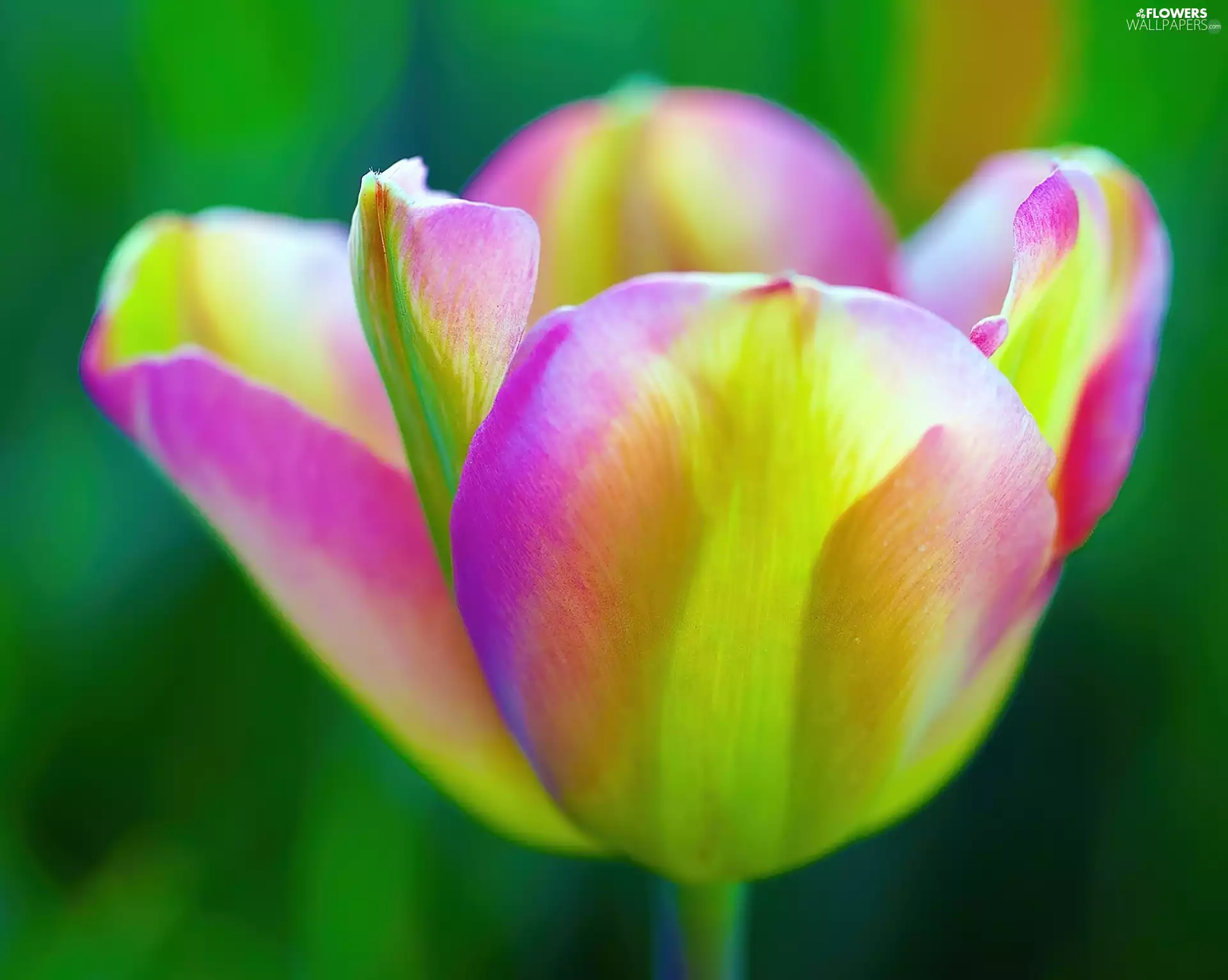 color, green ones, background, tulip