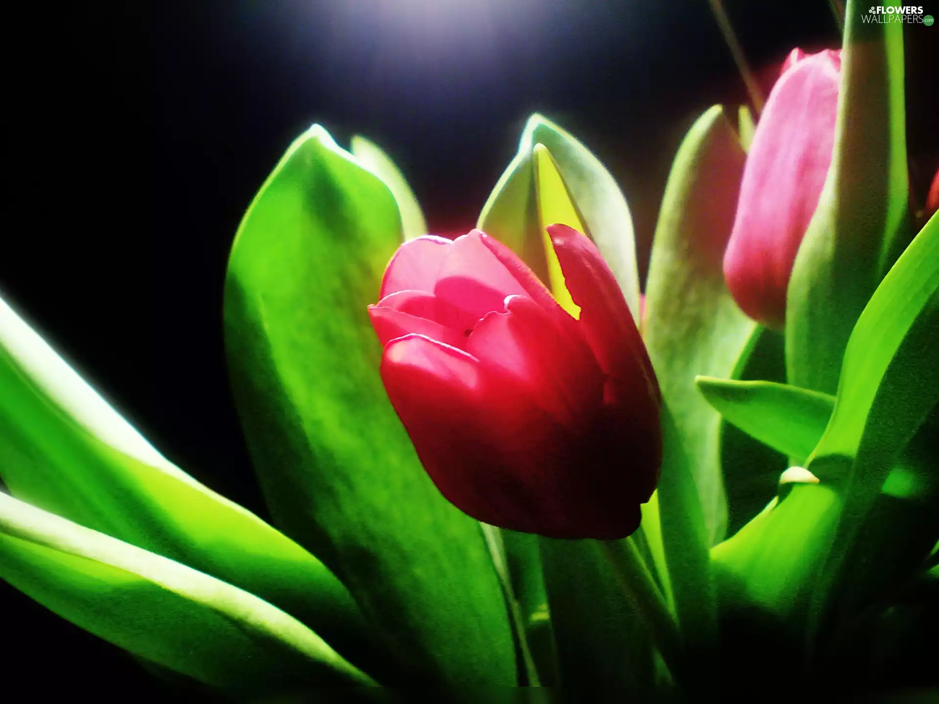 Red, green ones, Leaf, Tulips