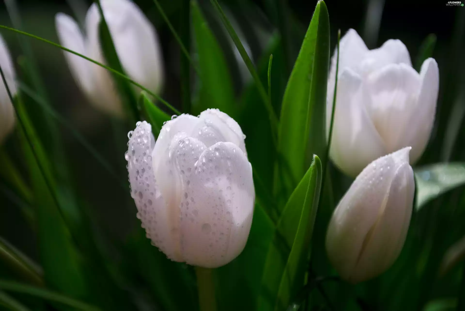 White, green ones, Leaf, Tulips