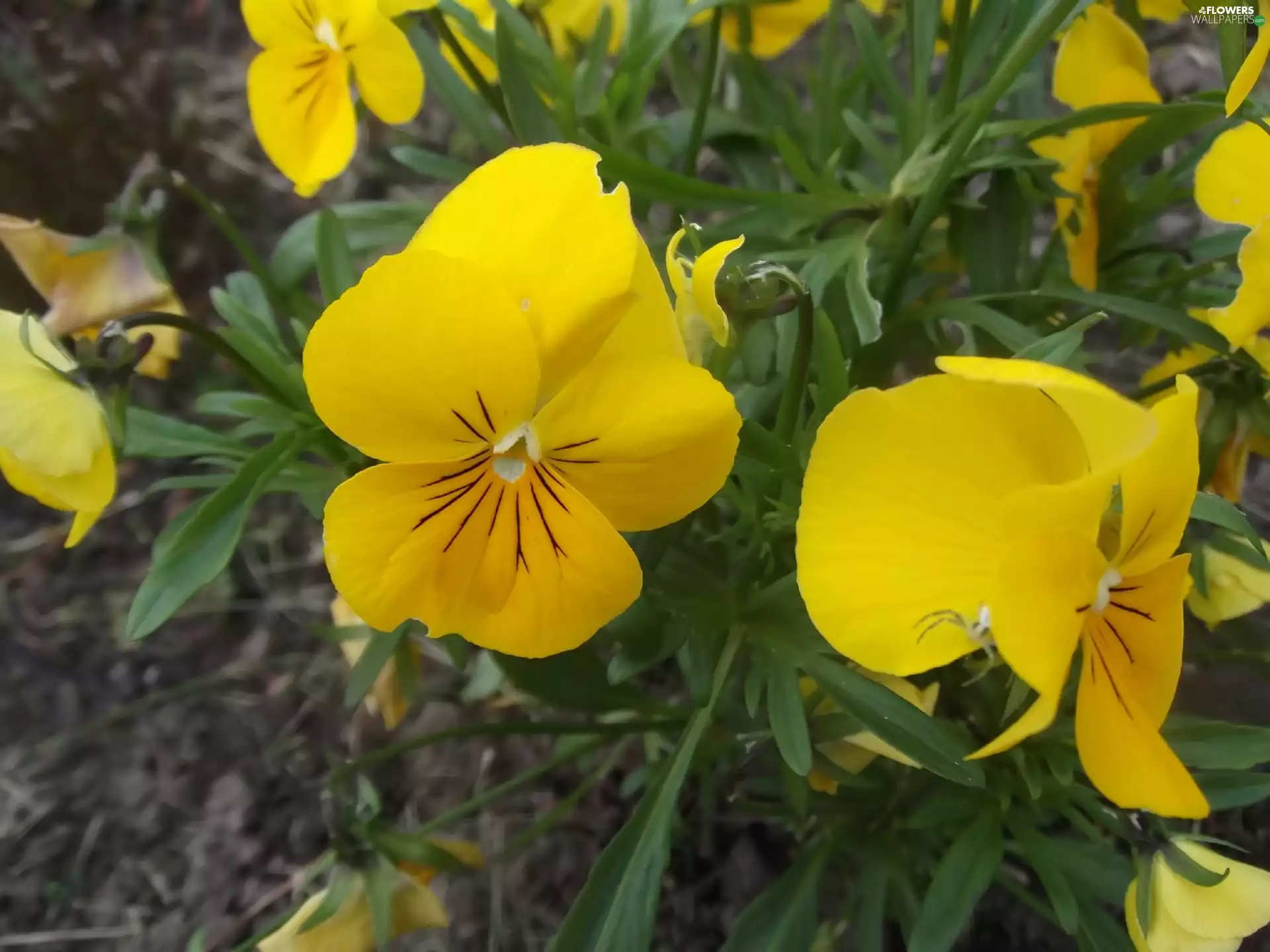 green, Yellow, pansies