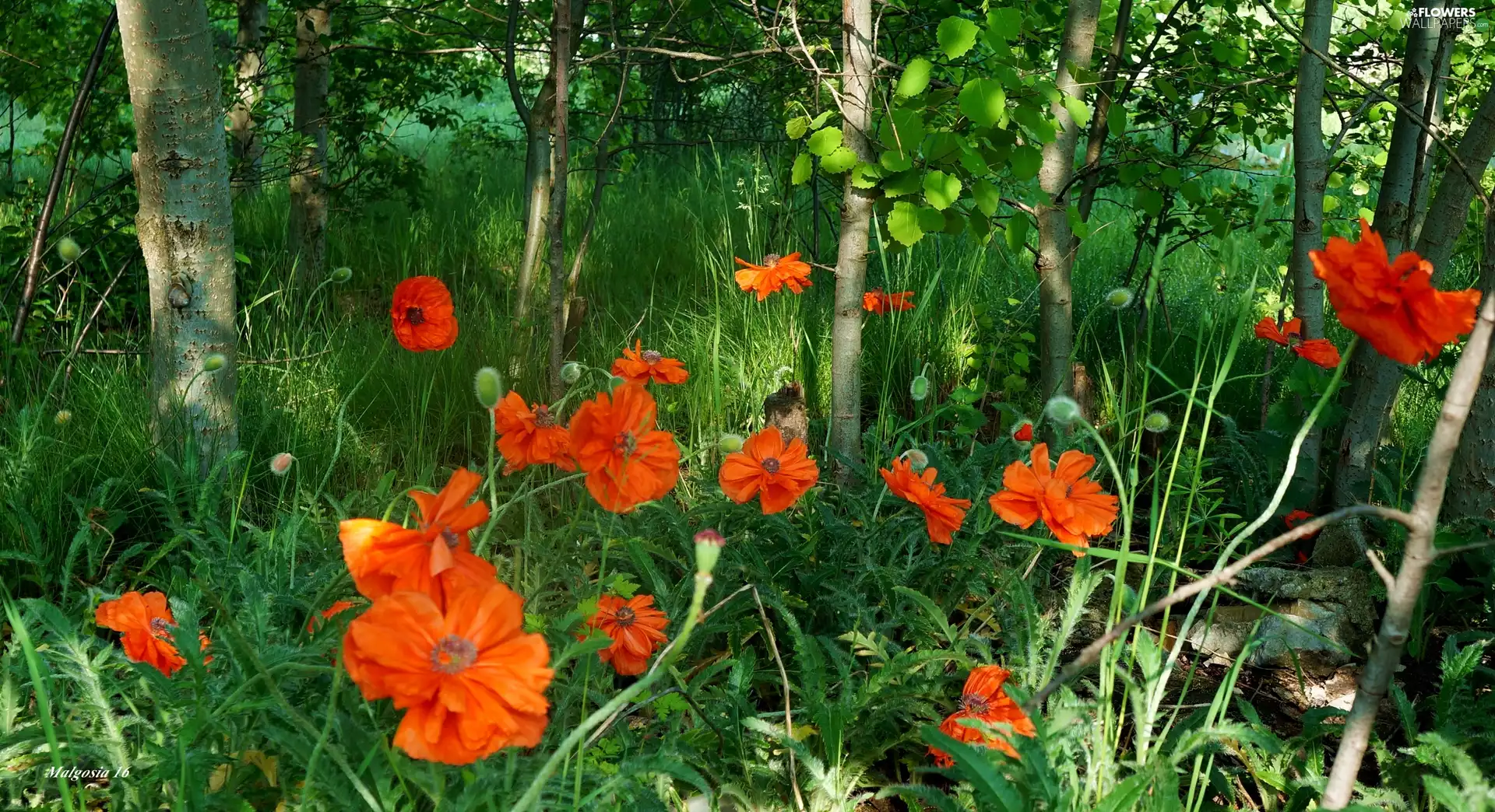 green, Red, papavers