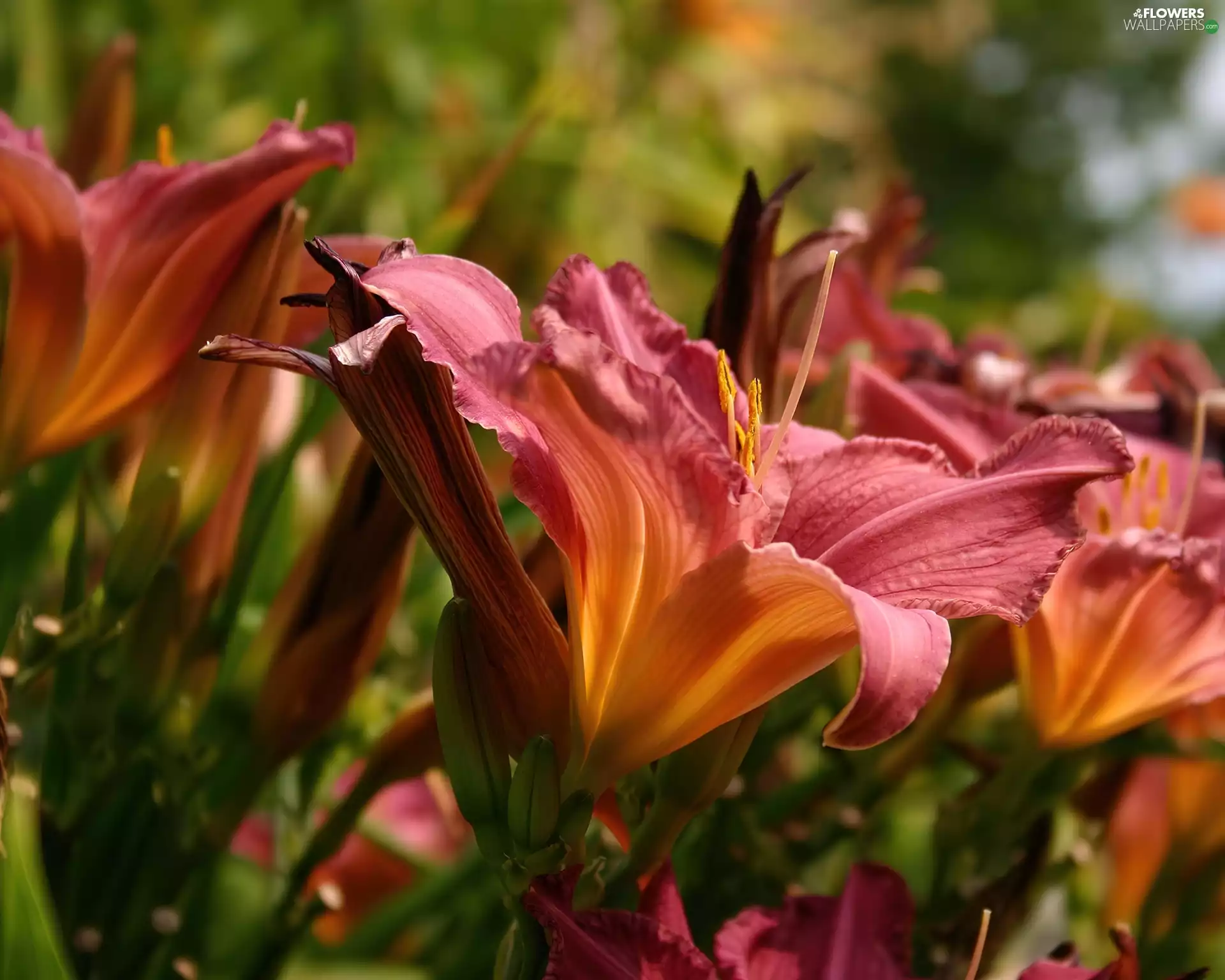 Leaf, Lily, Flowers, green ones, Pink