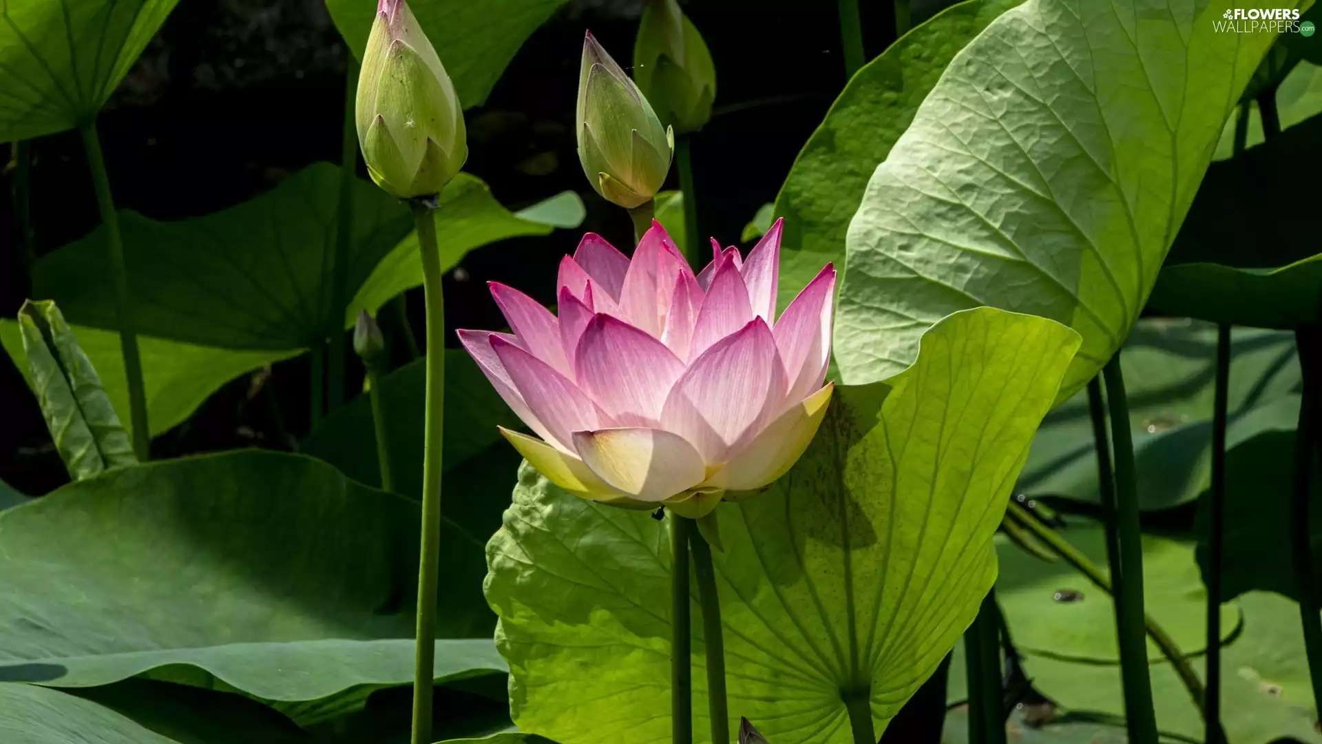 Leaf, Buds, lotus, green ones, Pink