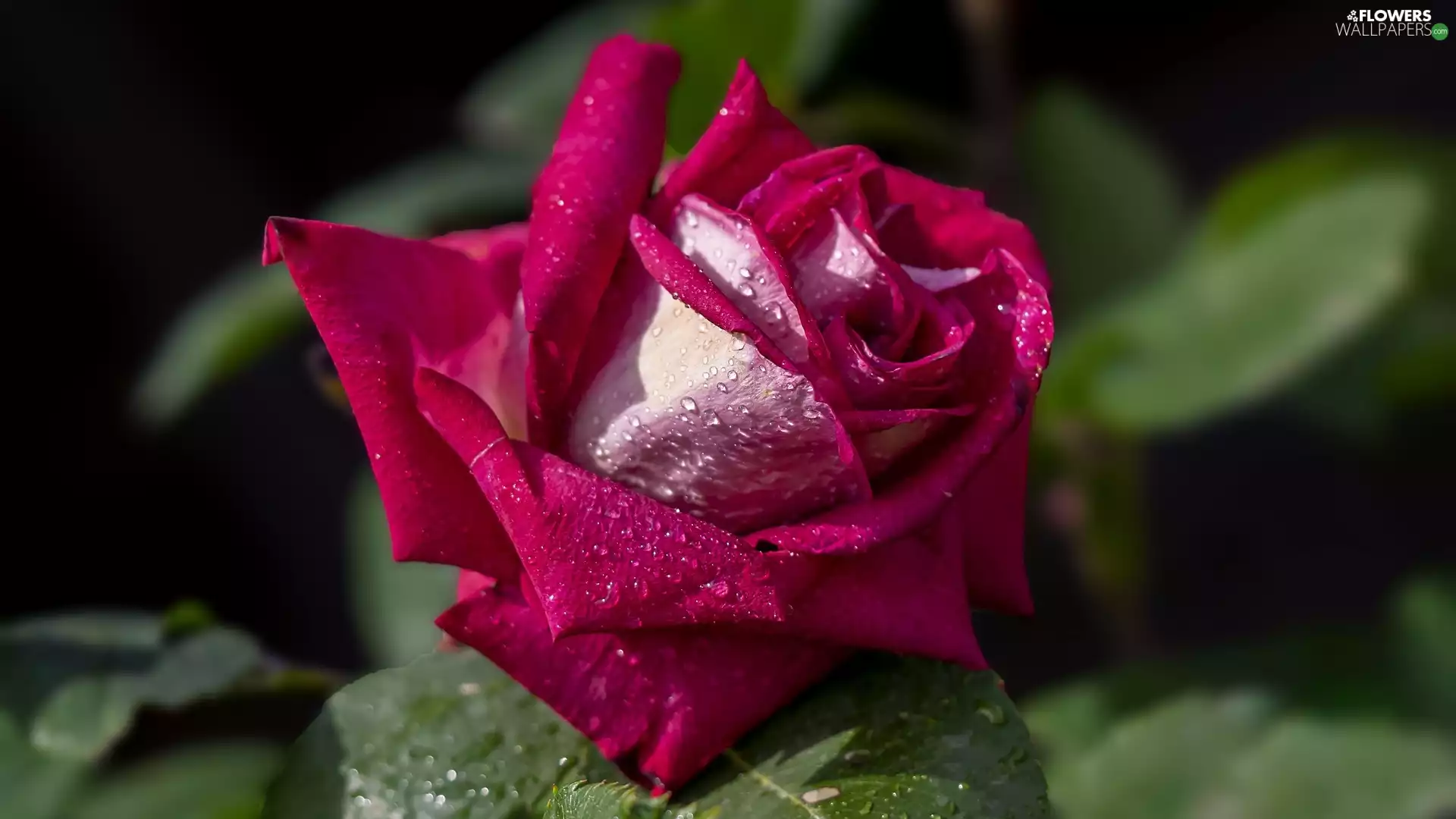 Leaf, drops, rose, green ones, Pink