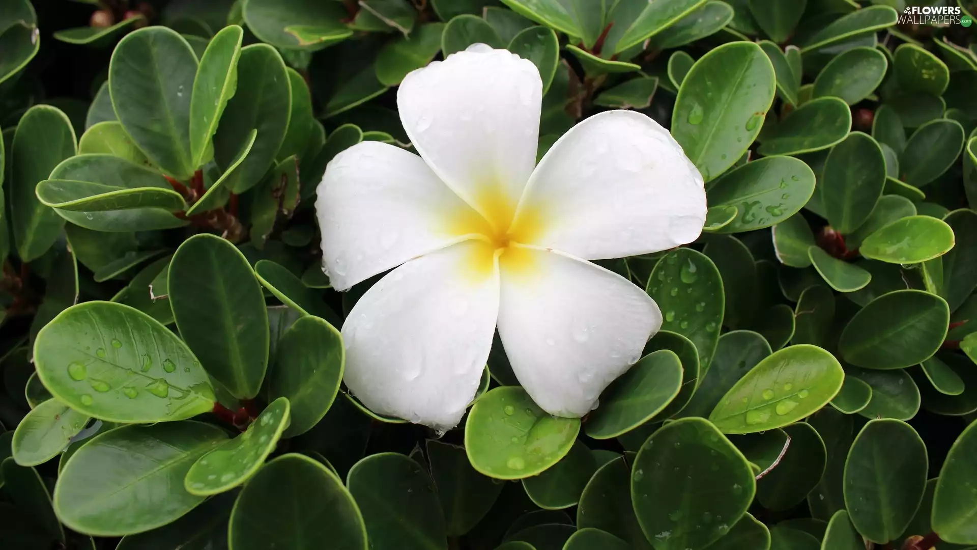 Leaf, drops, Plumeria, green ones, Colourfull Flowers