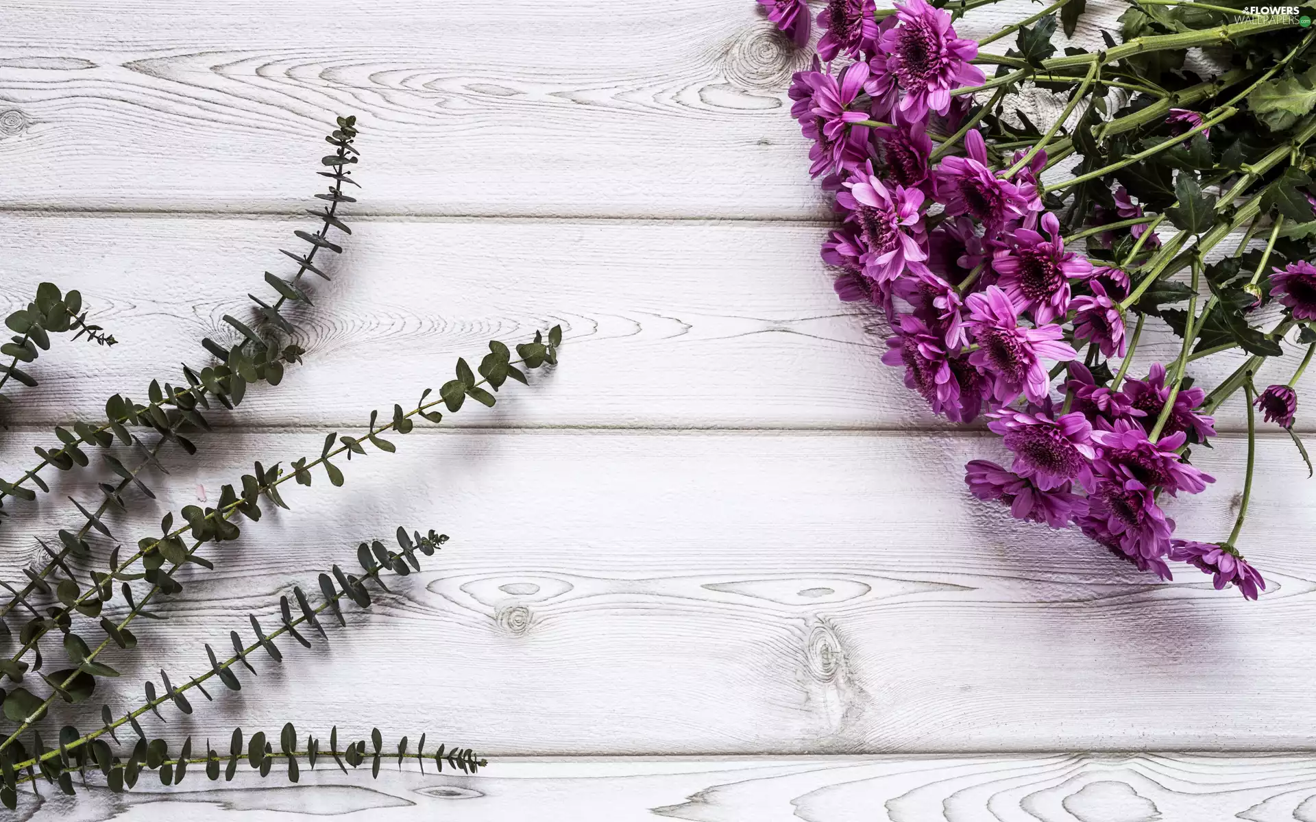 Plants, boarding, Chrysanthemums, green ones, purple