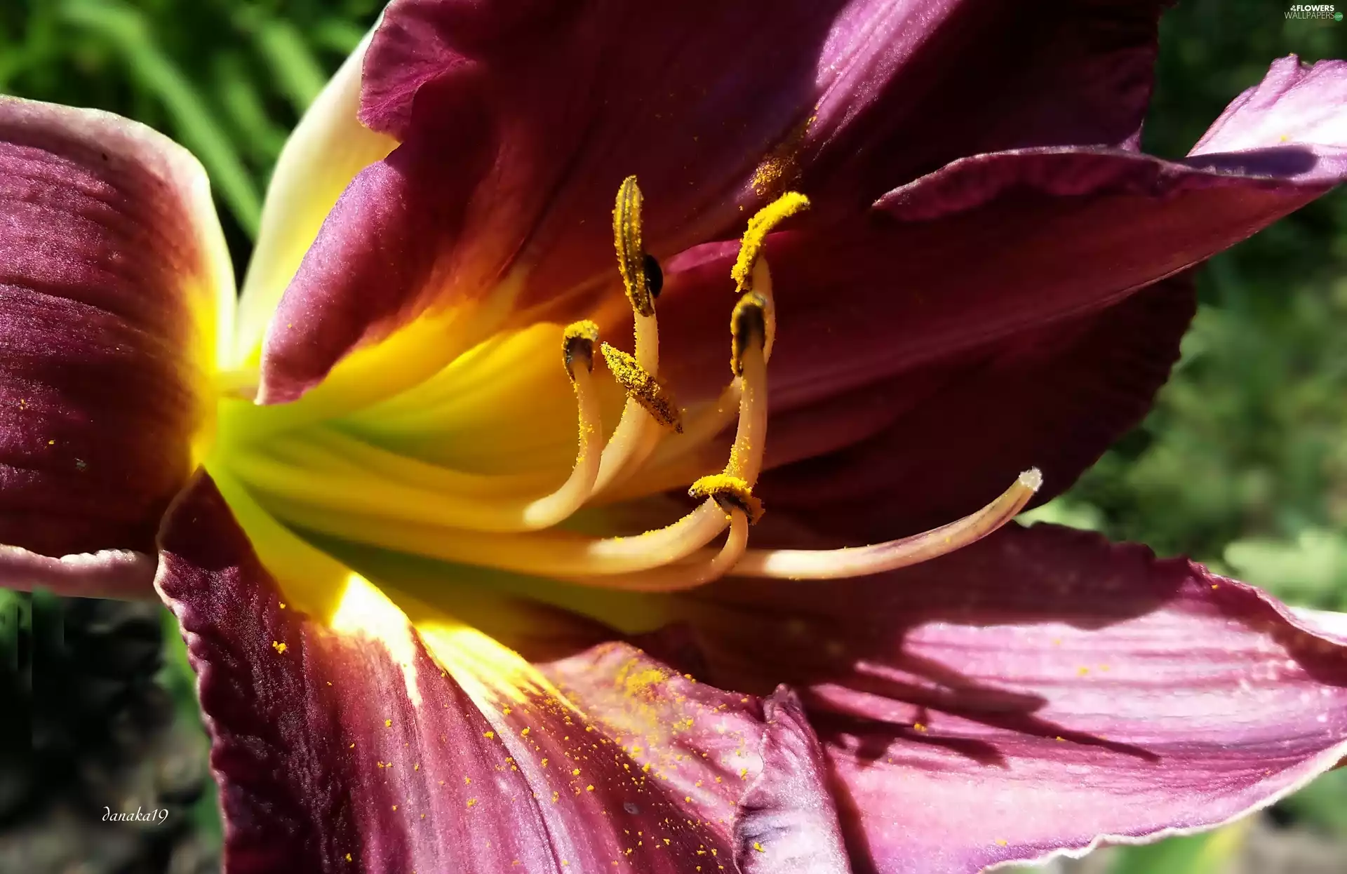 Yellow, lily, rods, green, claret, Centre, Close