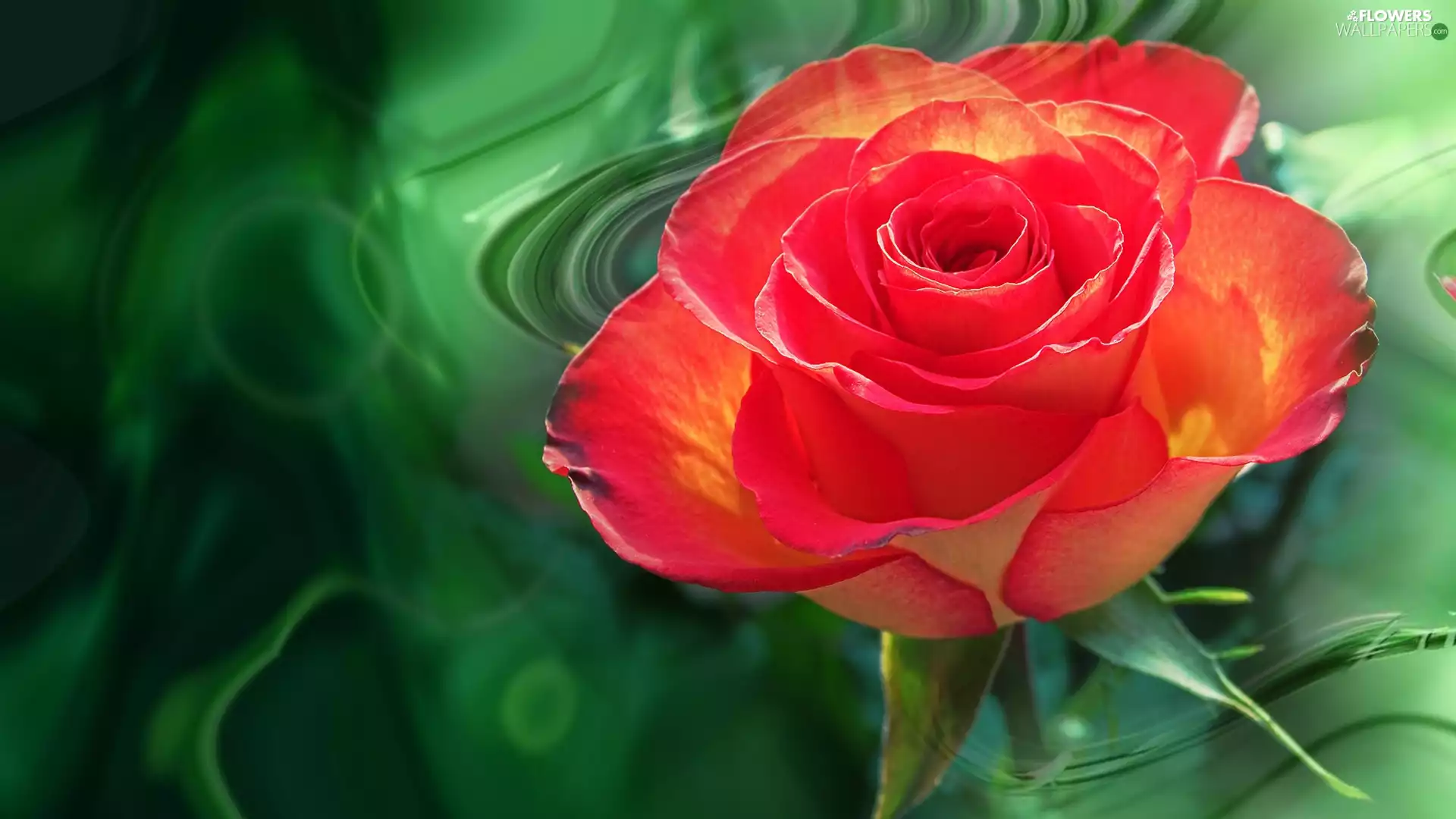Colourfull Flowers, leaves, Green Background, rose