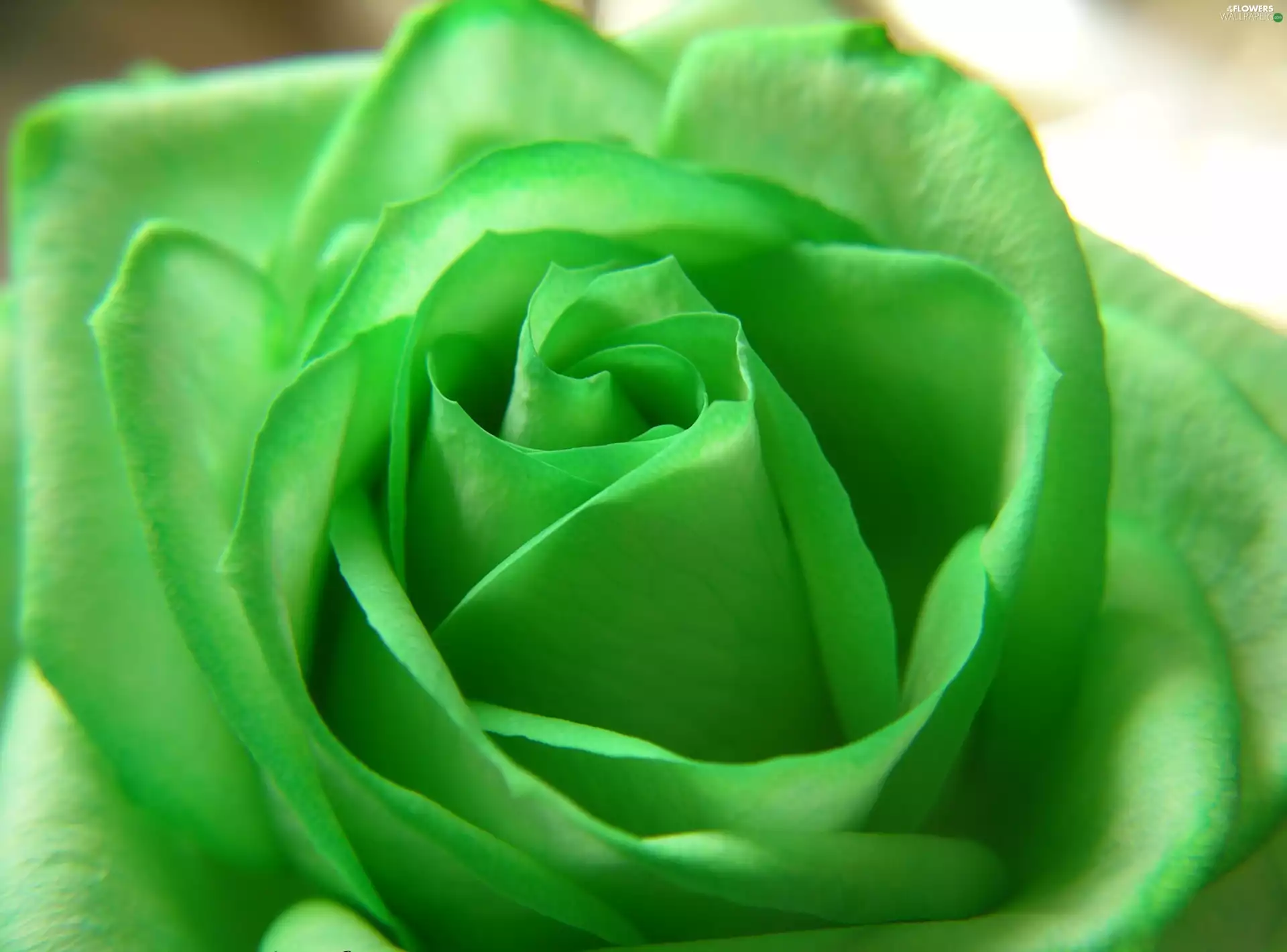 Green, rose