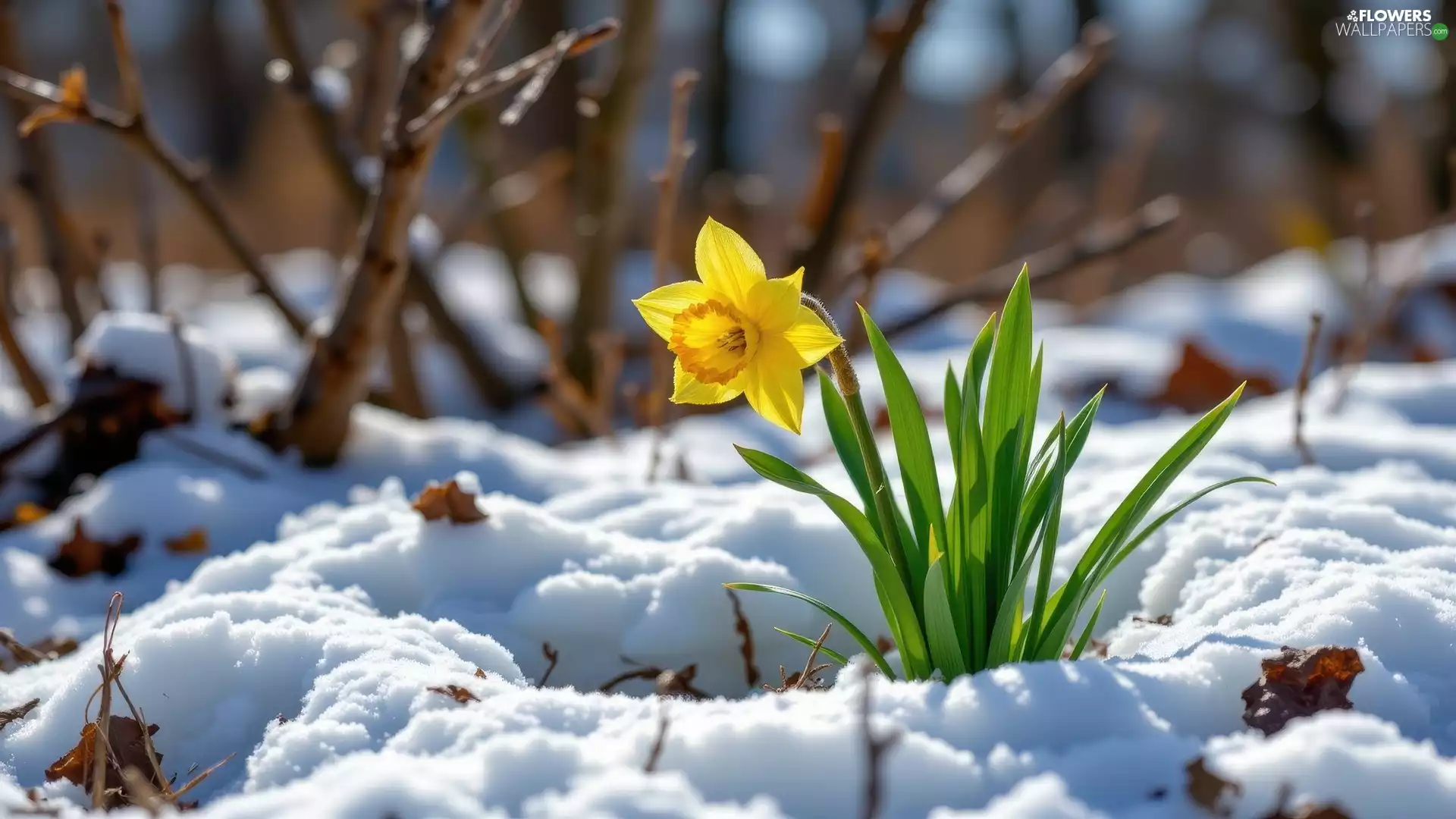 leaves, snow, Jonquil, green ones, Yellow