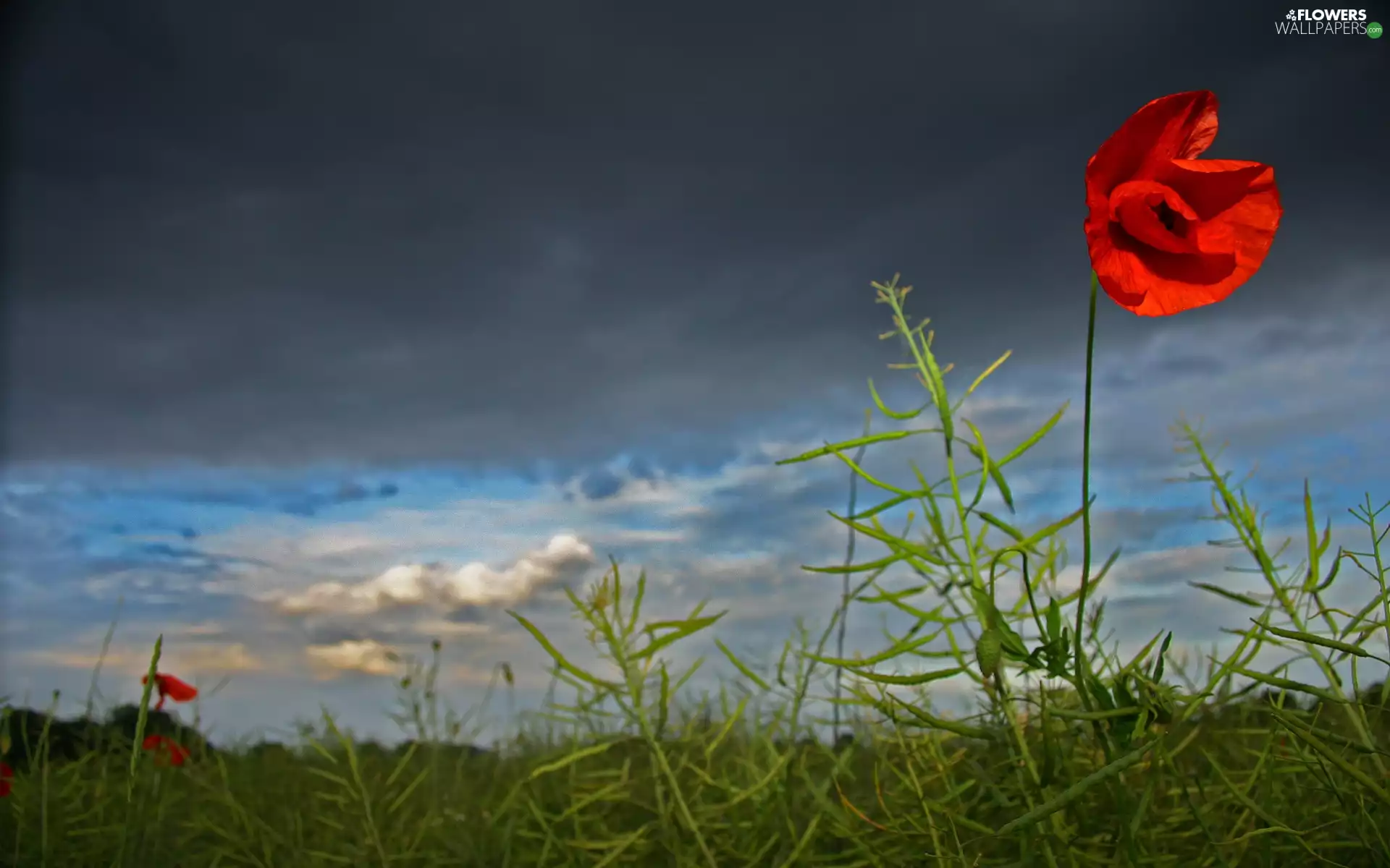 Grey, Sky, red weed, Clouds, Red