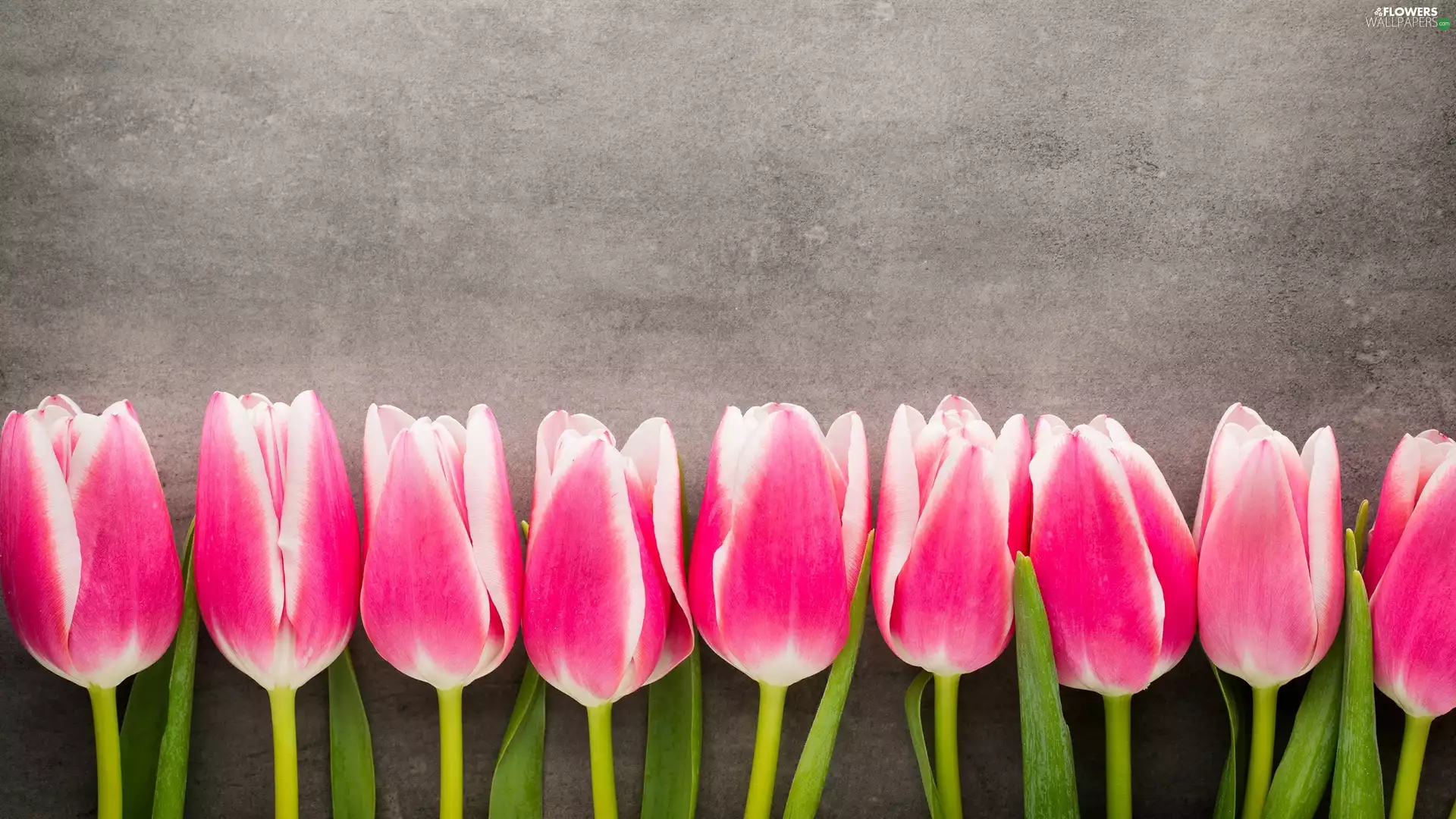 white and pink, Grey, background, Tulips