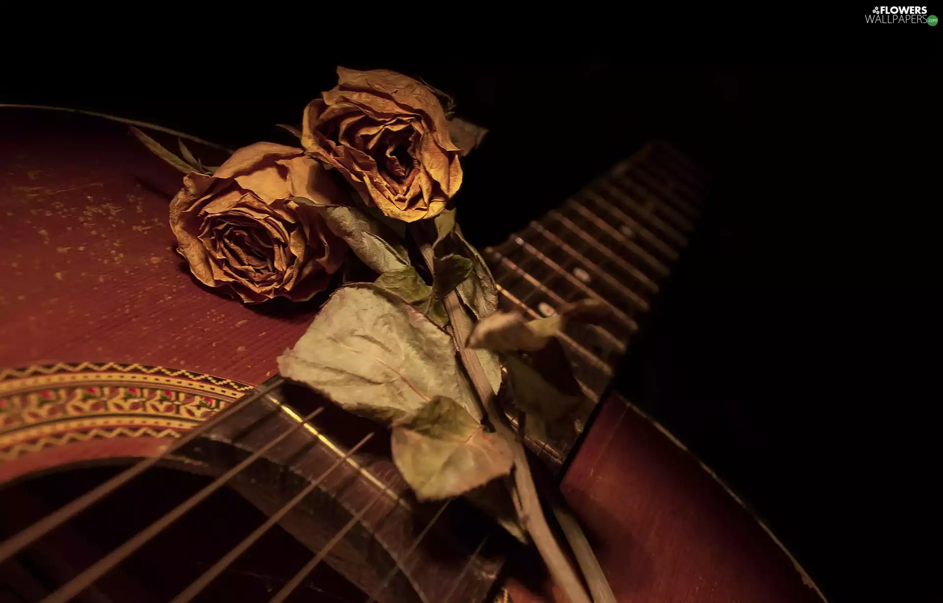 Guitar, dry, roses
