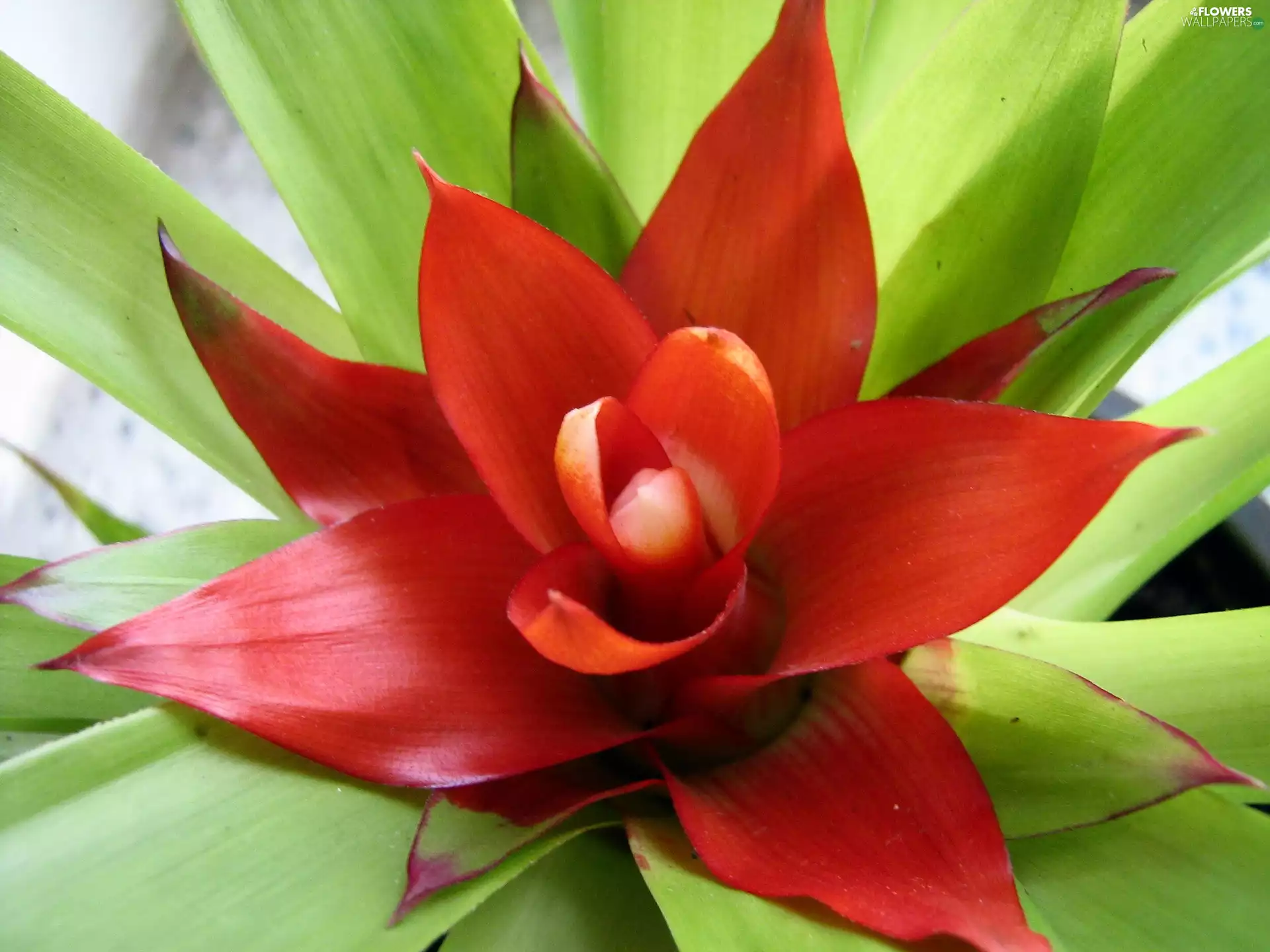 guzmania
