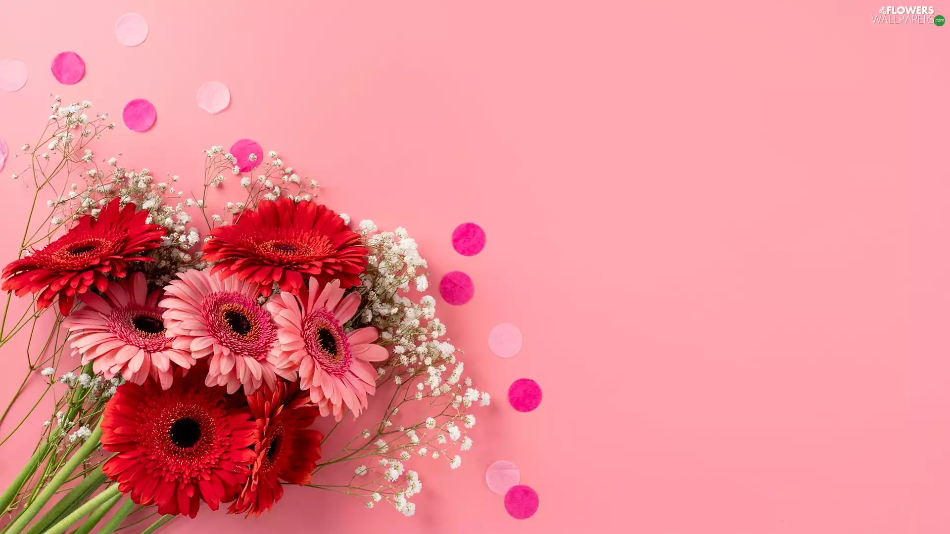 gerberas, Pink, background, gypsophile