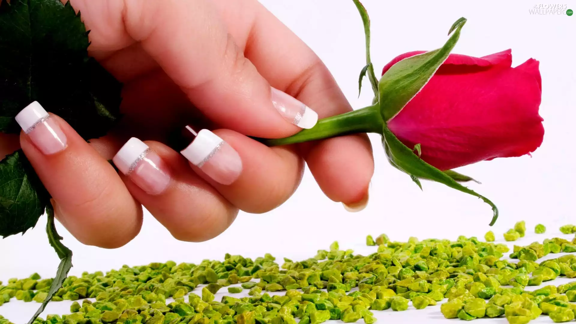 hand, Pink, rose