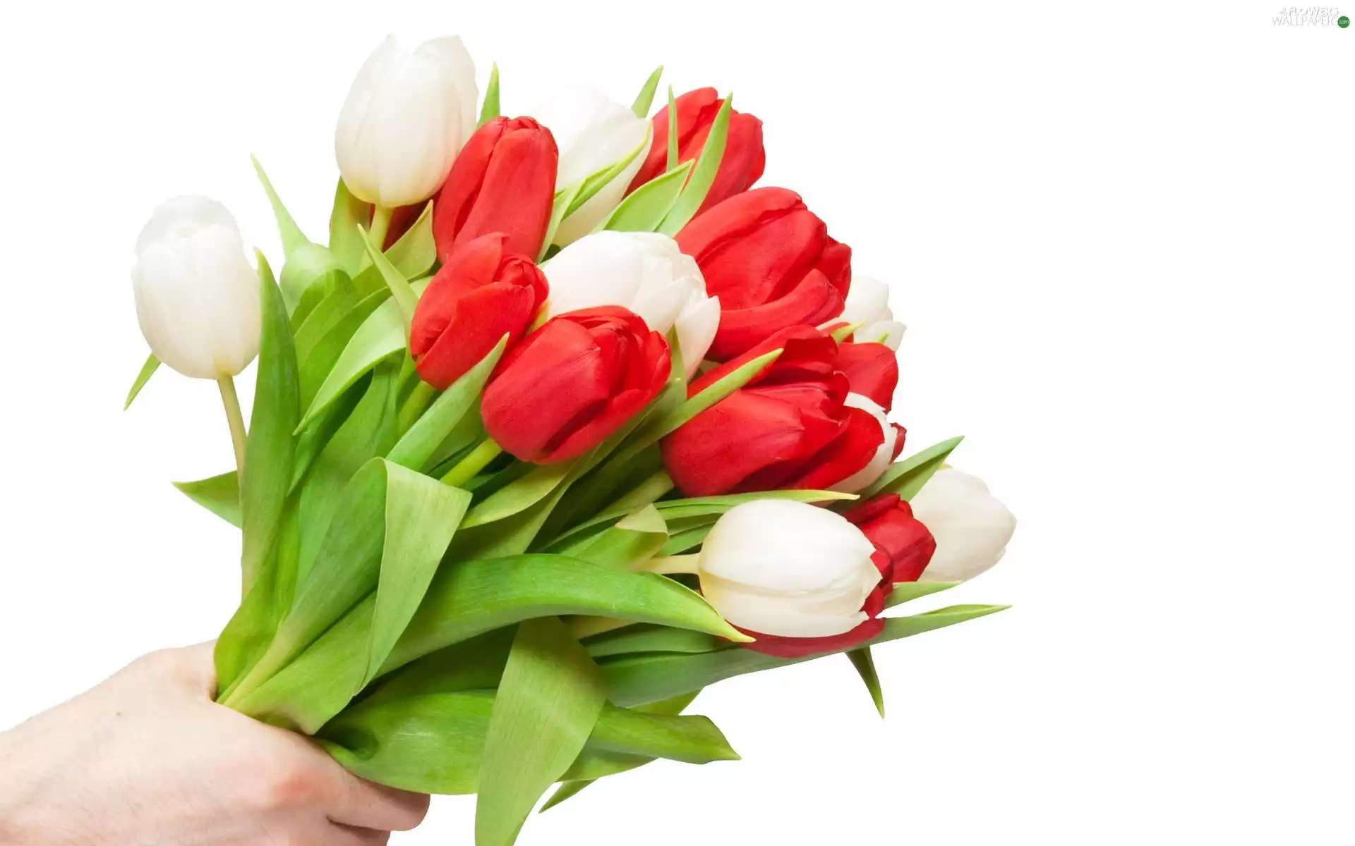 hand, bouquet, tulips