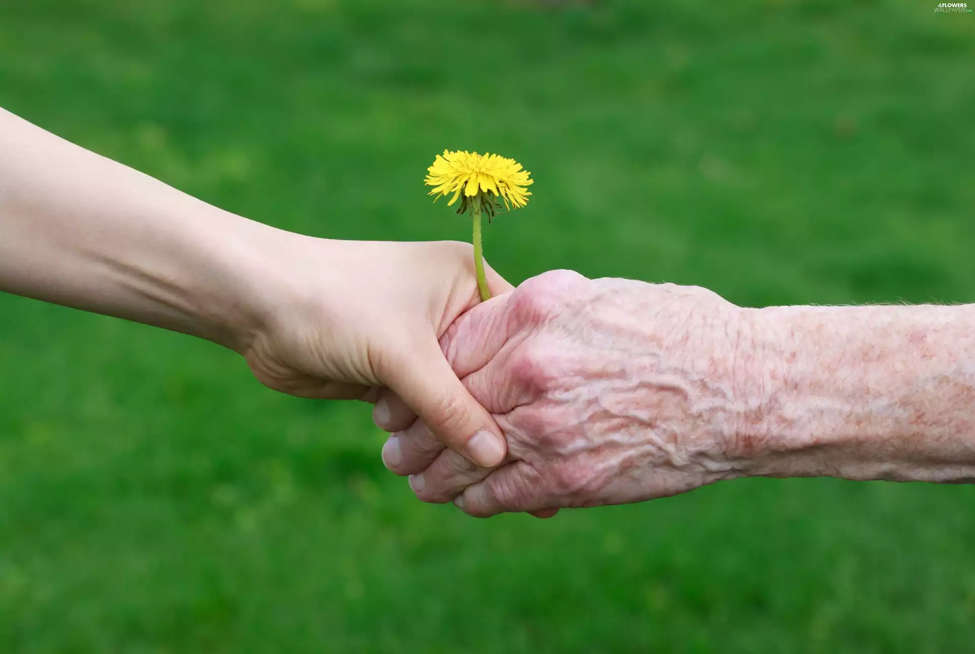 Common Dandelion, People, hands