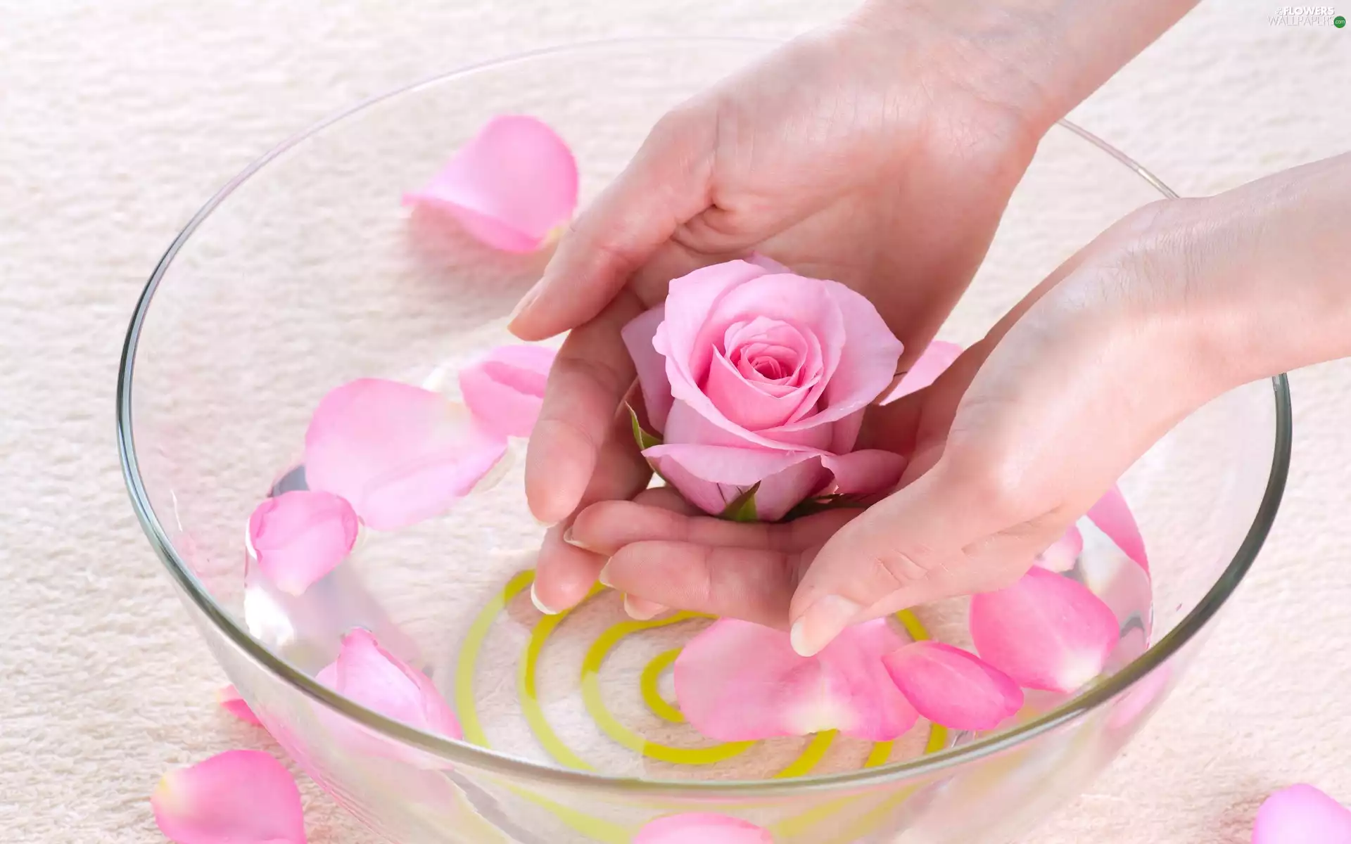 Pink, Petals, Hands, Rose