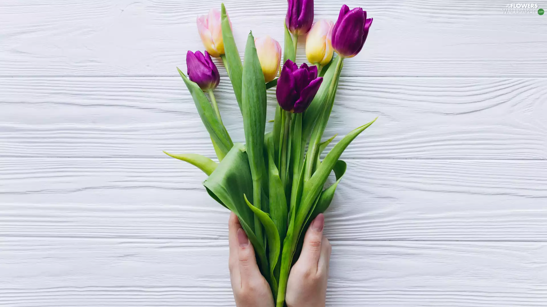 Tulips, hands, purple, Yellow, color