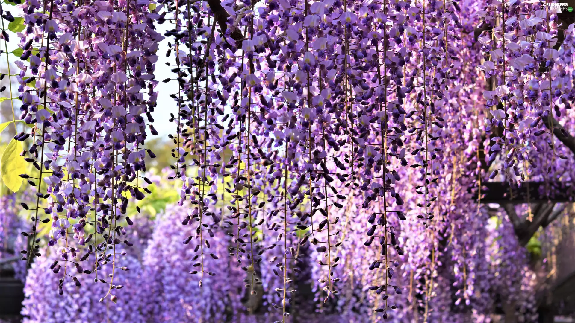 wistaria, purple, Flowers, hanging