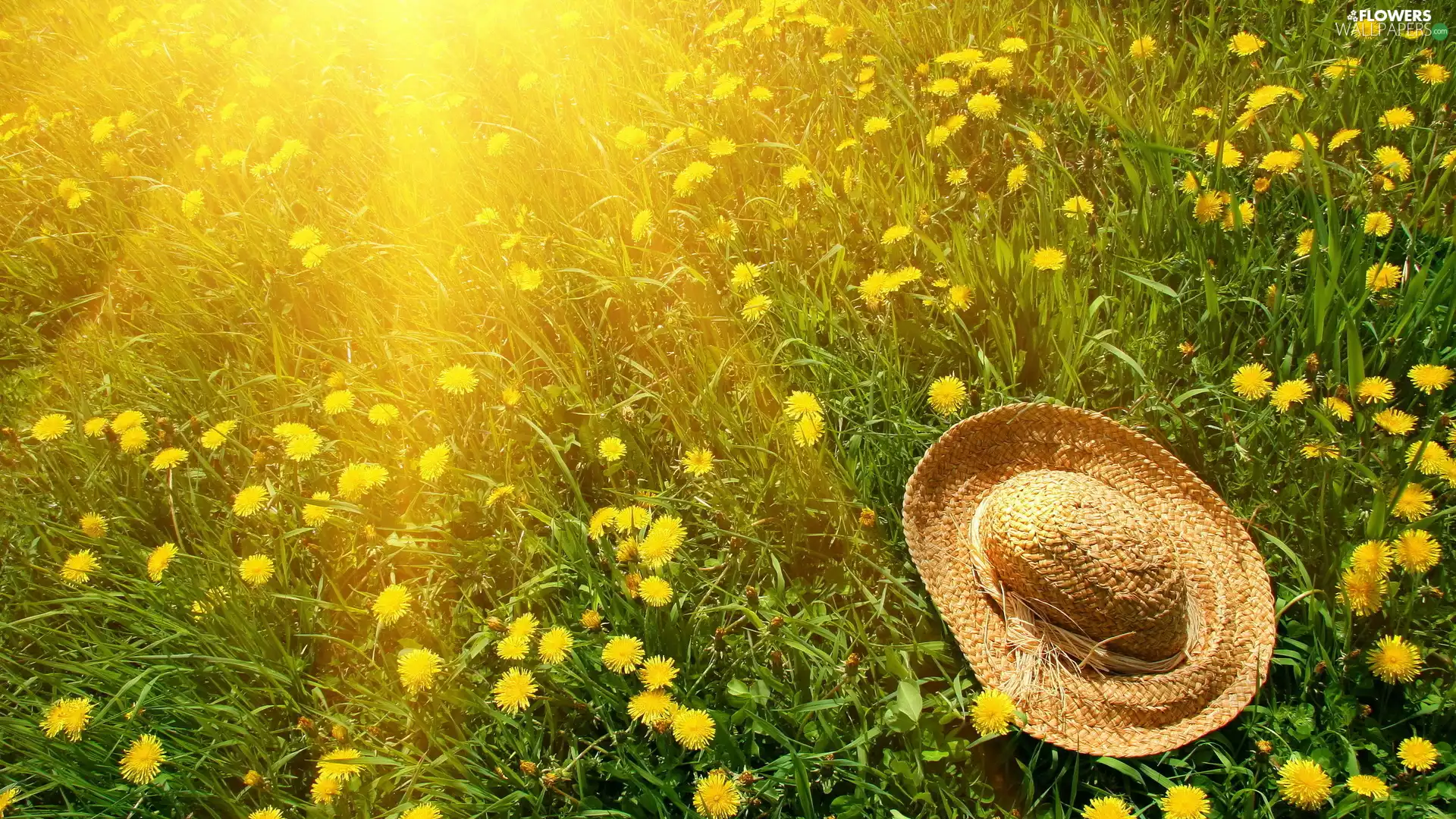 rays of the Sun, Hat, dandelions, Meadow
