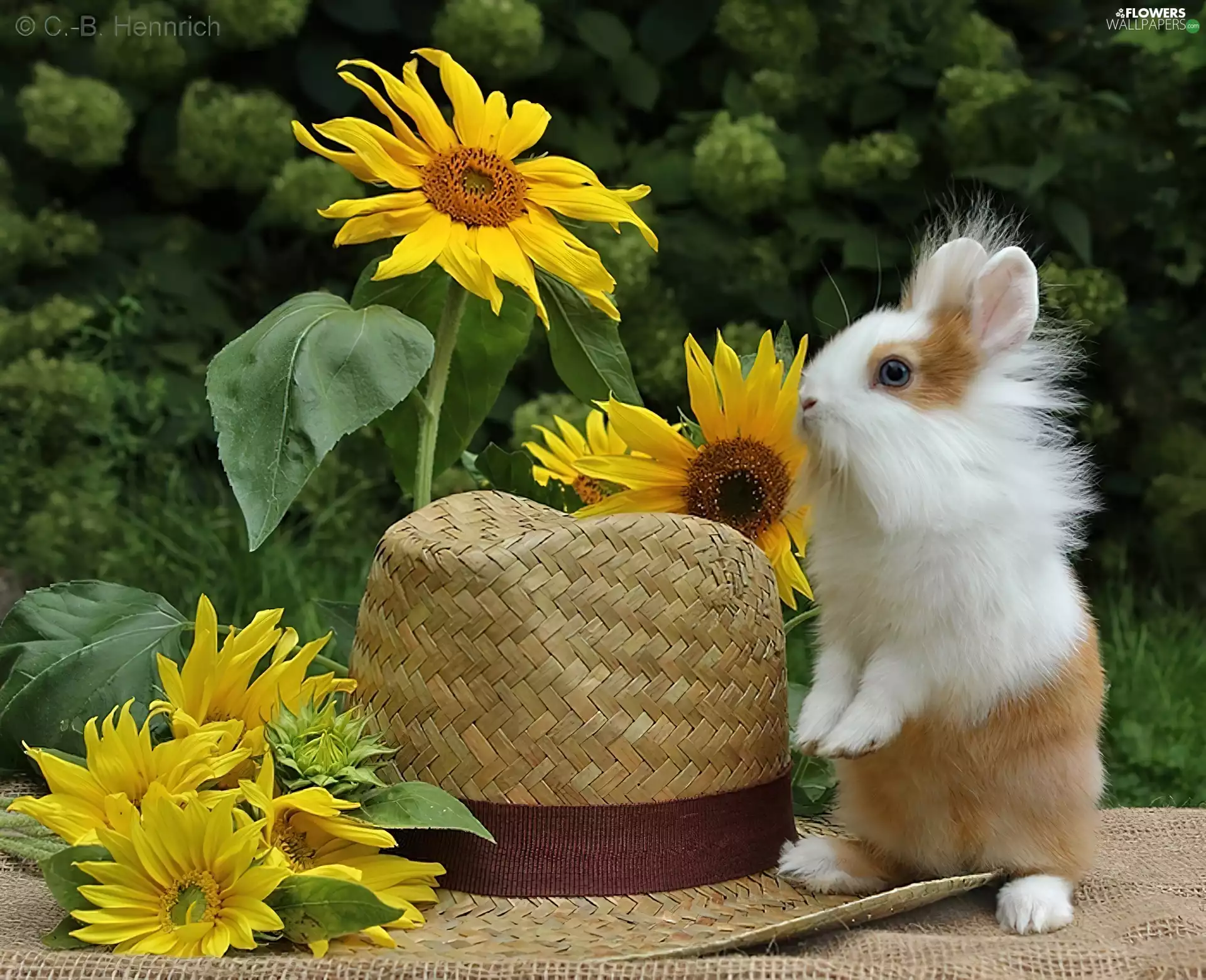 Nice sunflowers, Bunny, Hat