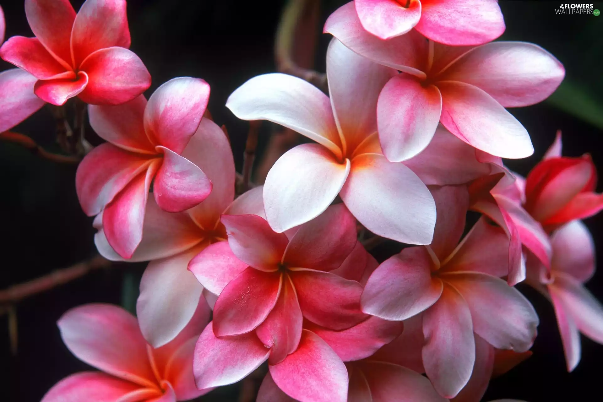 Colourfull Flowers, Plumeria, Hawaiian