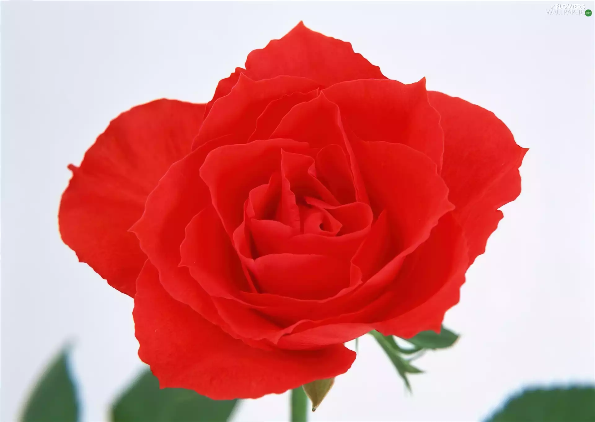 head, rose, developed