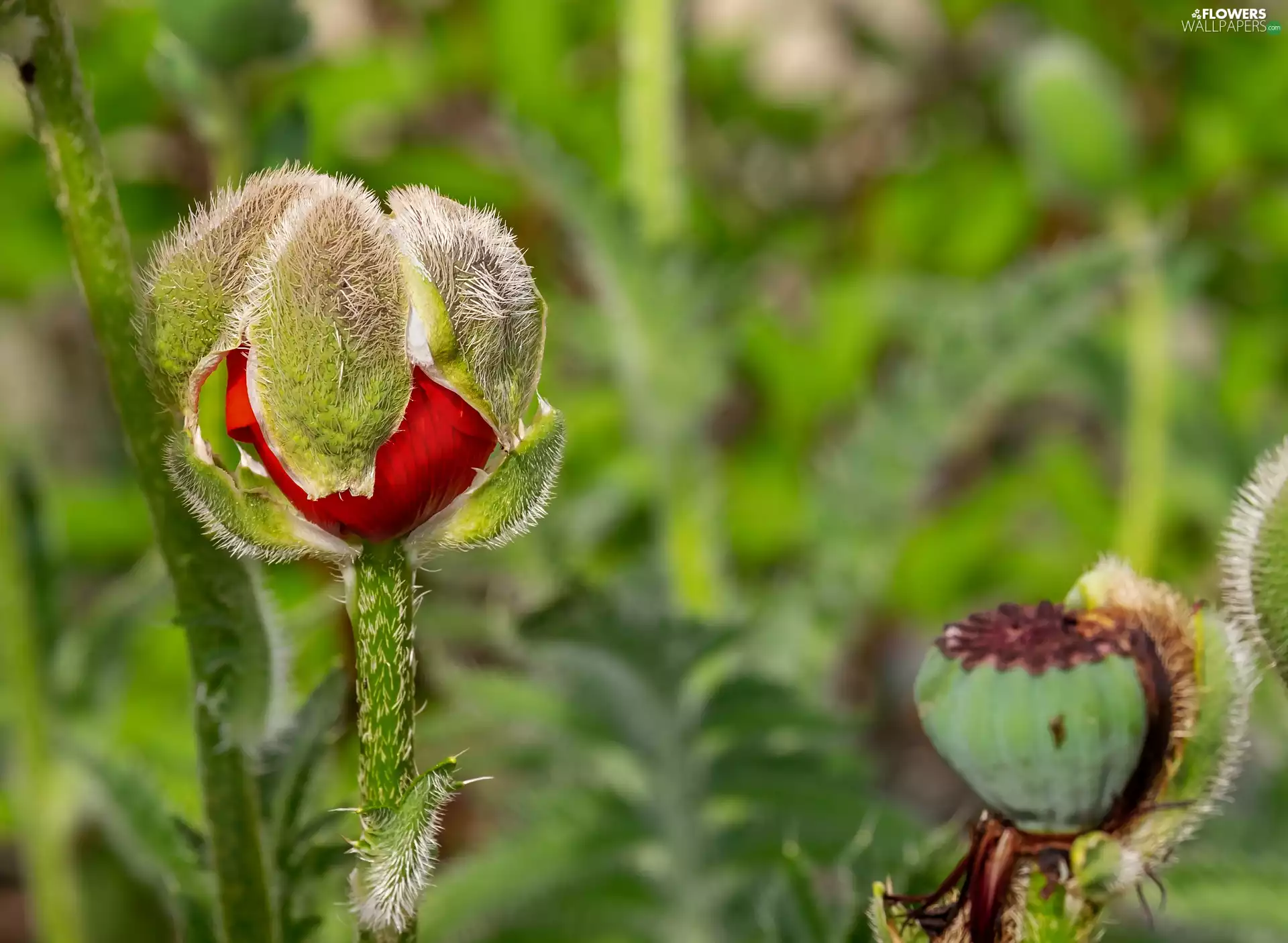 red weed, poppy-head, blurry background, bud