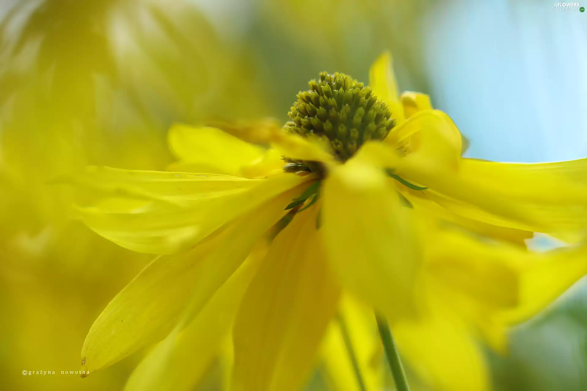 Colourfull Flowers, Green-headed Coneflower, Yellow