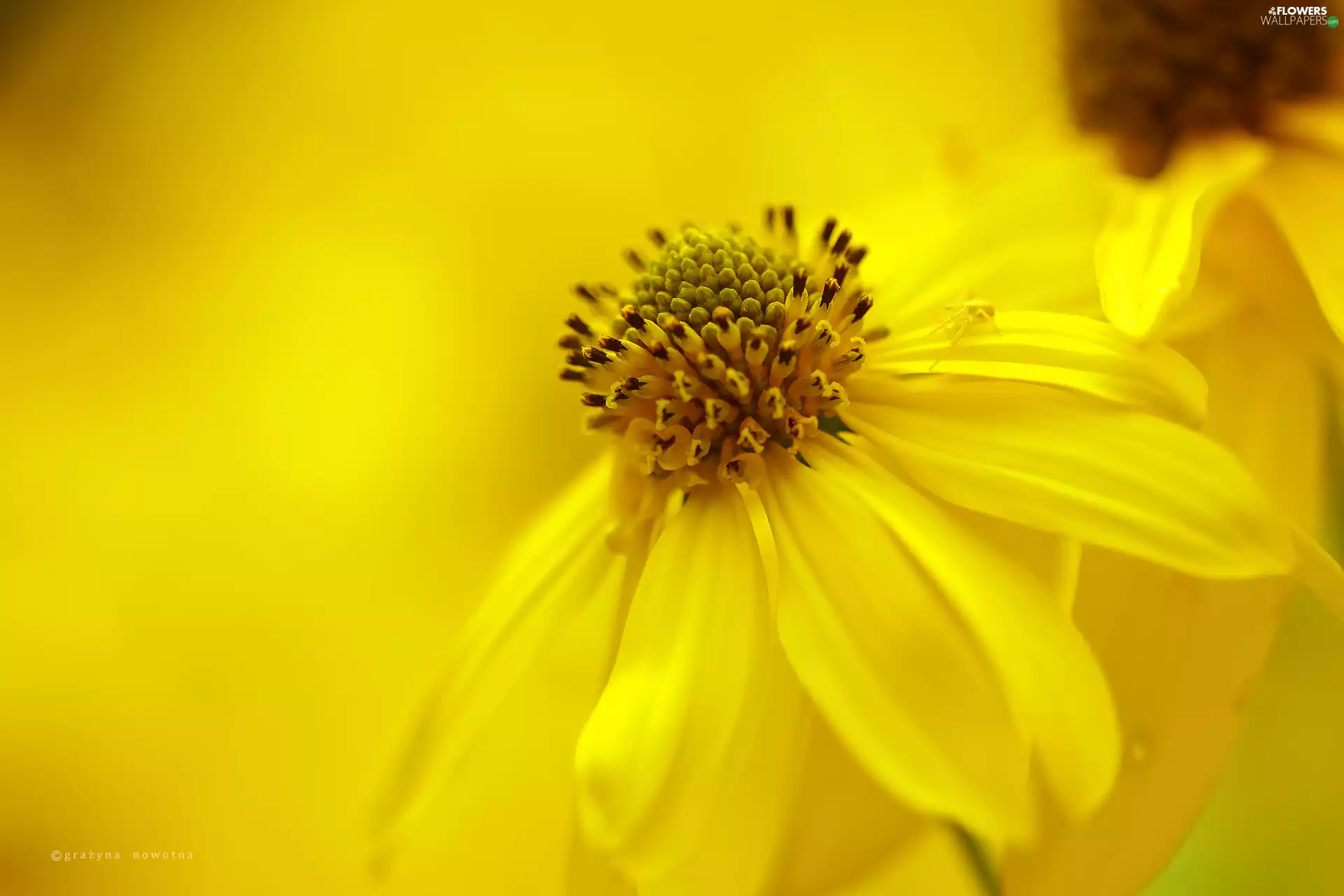 Colourfull Flowers, Green-headed Coneflower, Yellow