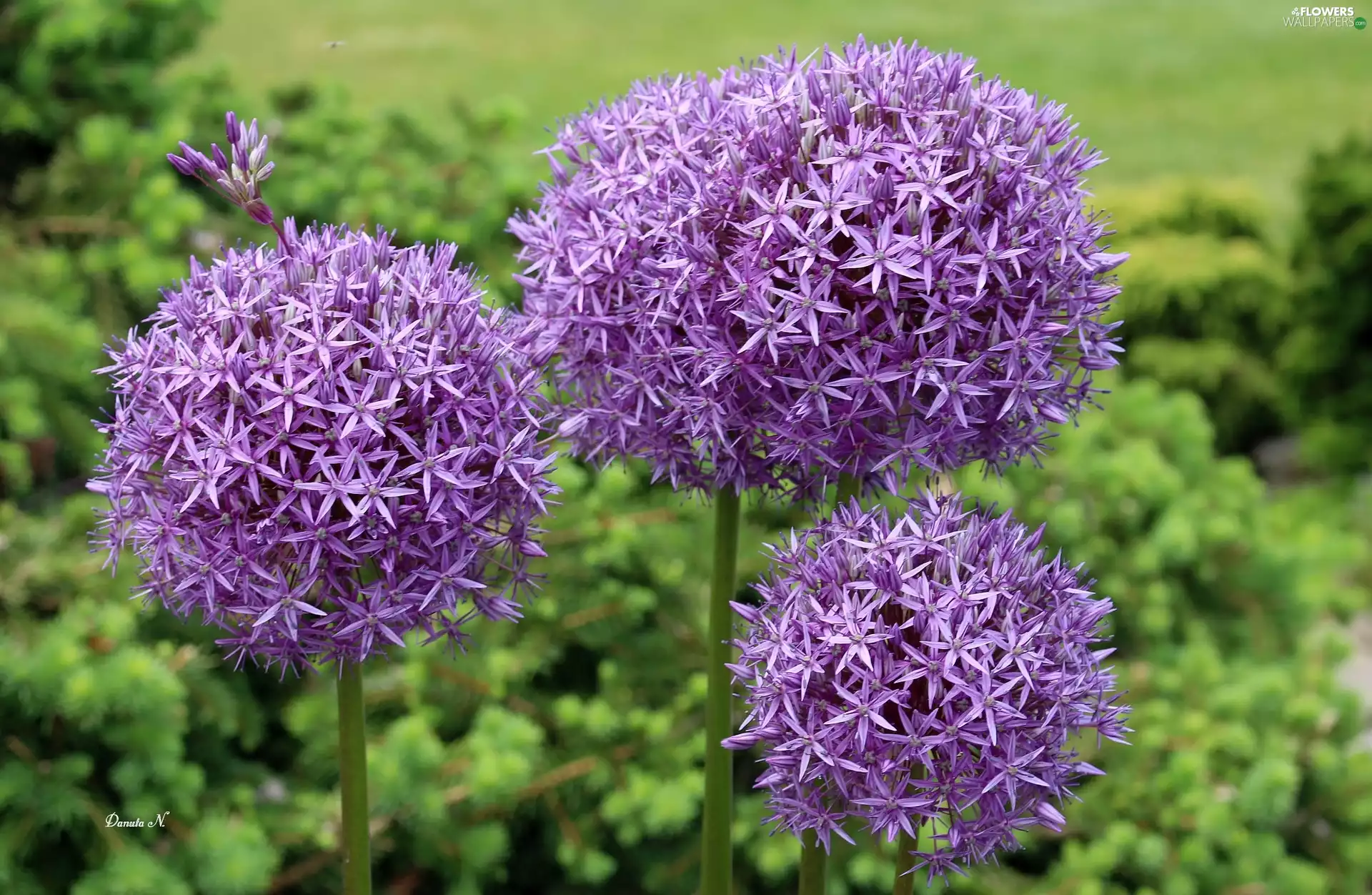 Three, purple, decorated, heads