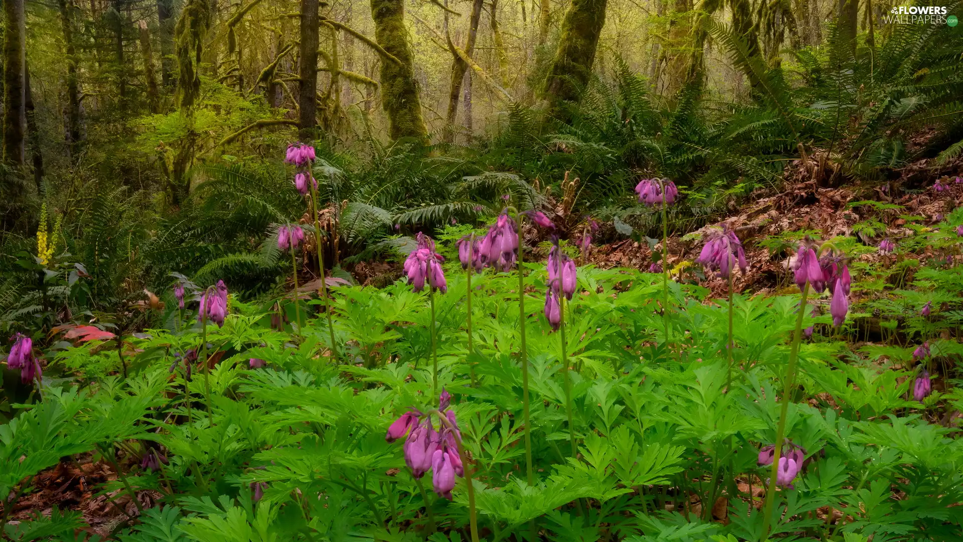viewes, forest, Bleeding Heart, fern, Flowers, trees