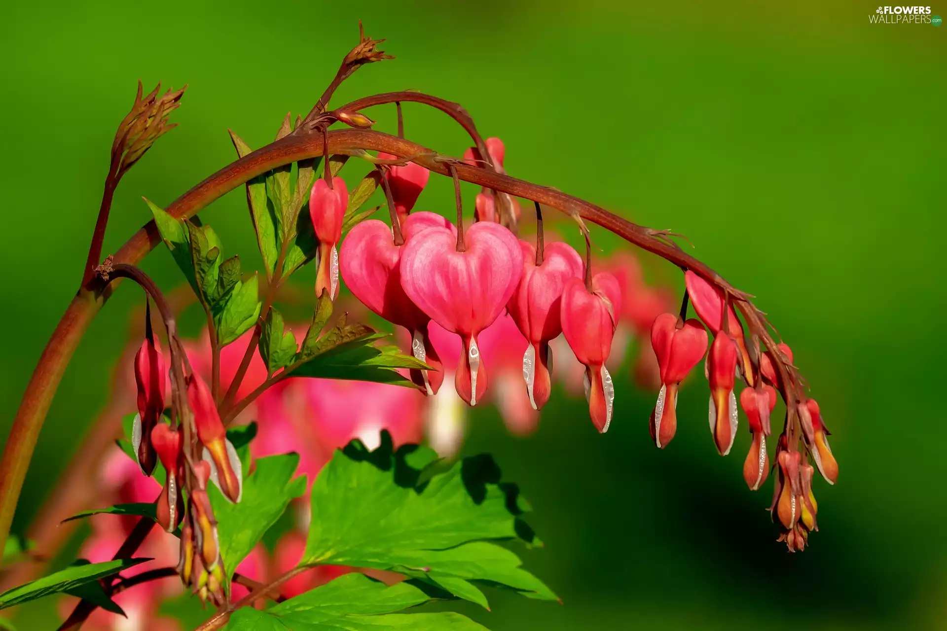 Colourfull Flowers, Bleeding Heart